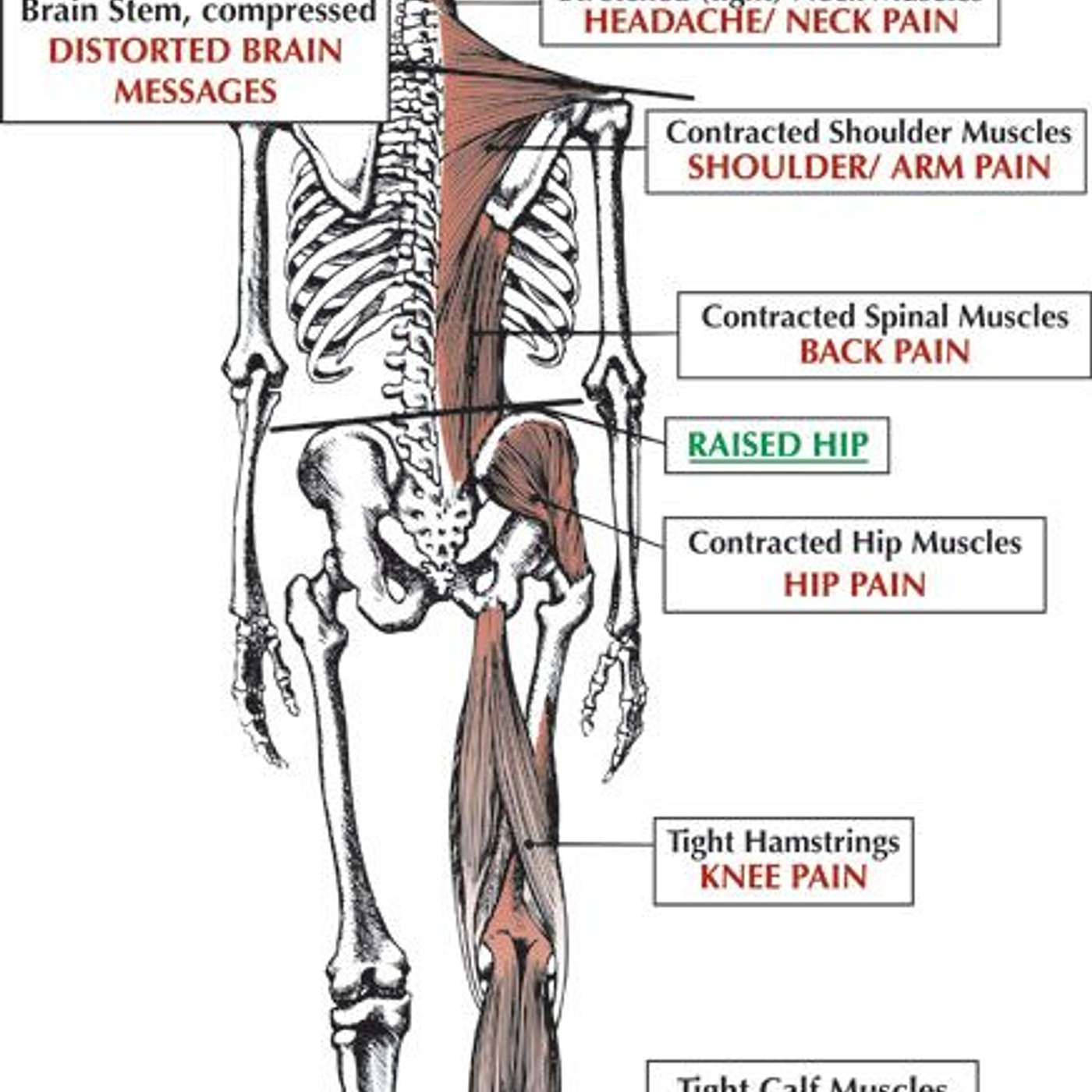 Lifeline to Vitality