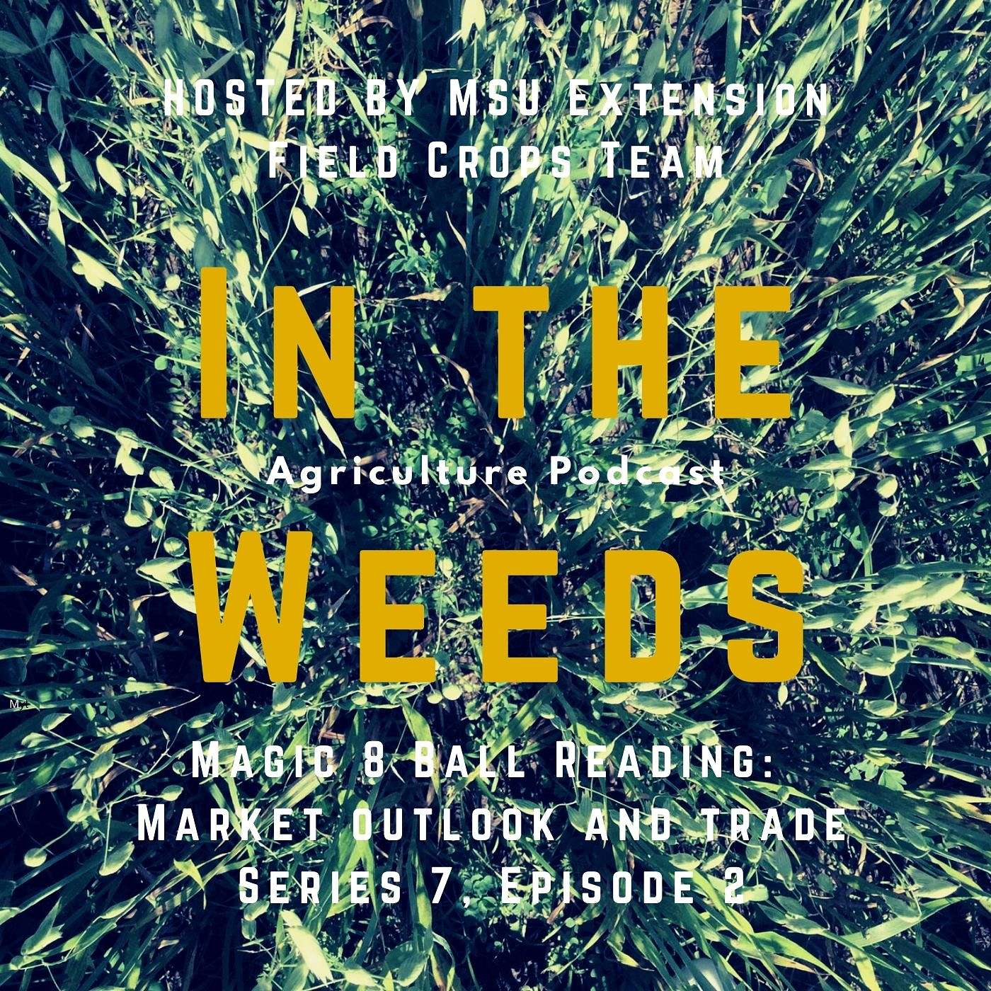 In the Weeds:Magic 8 Ball Reading: Market Outlook and Trade episode artwork