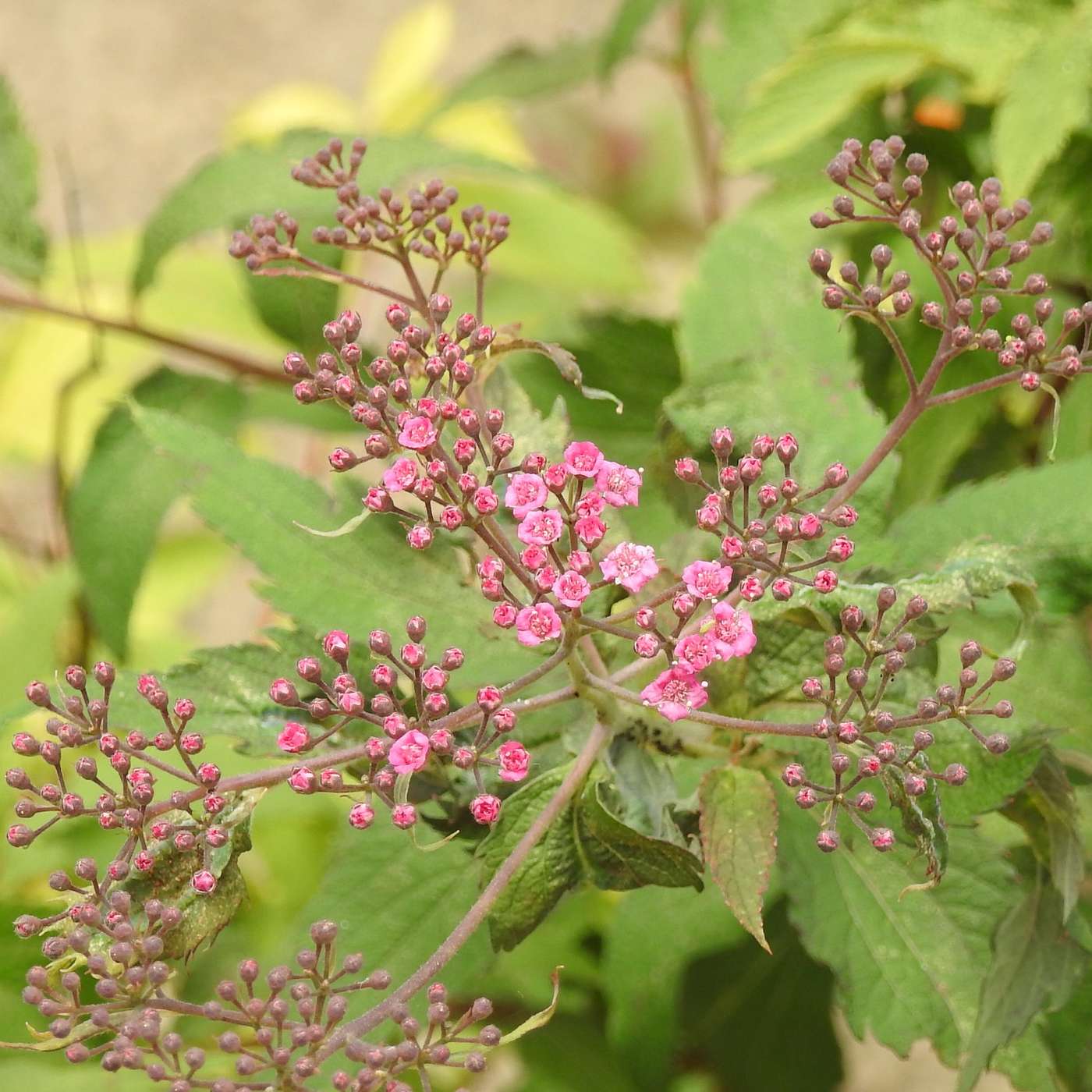SPIREA