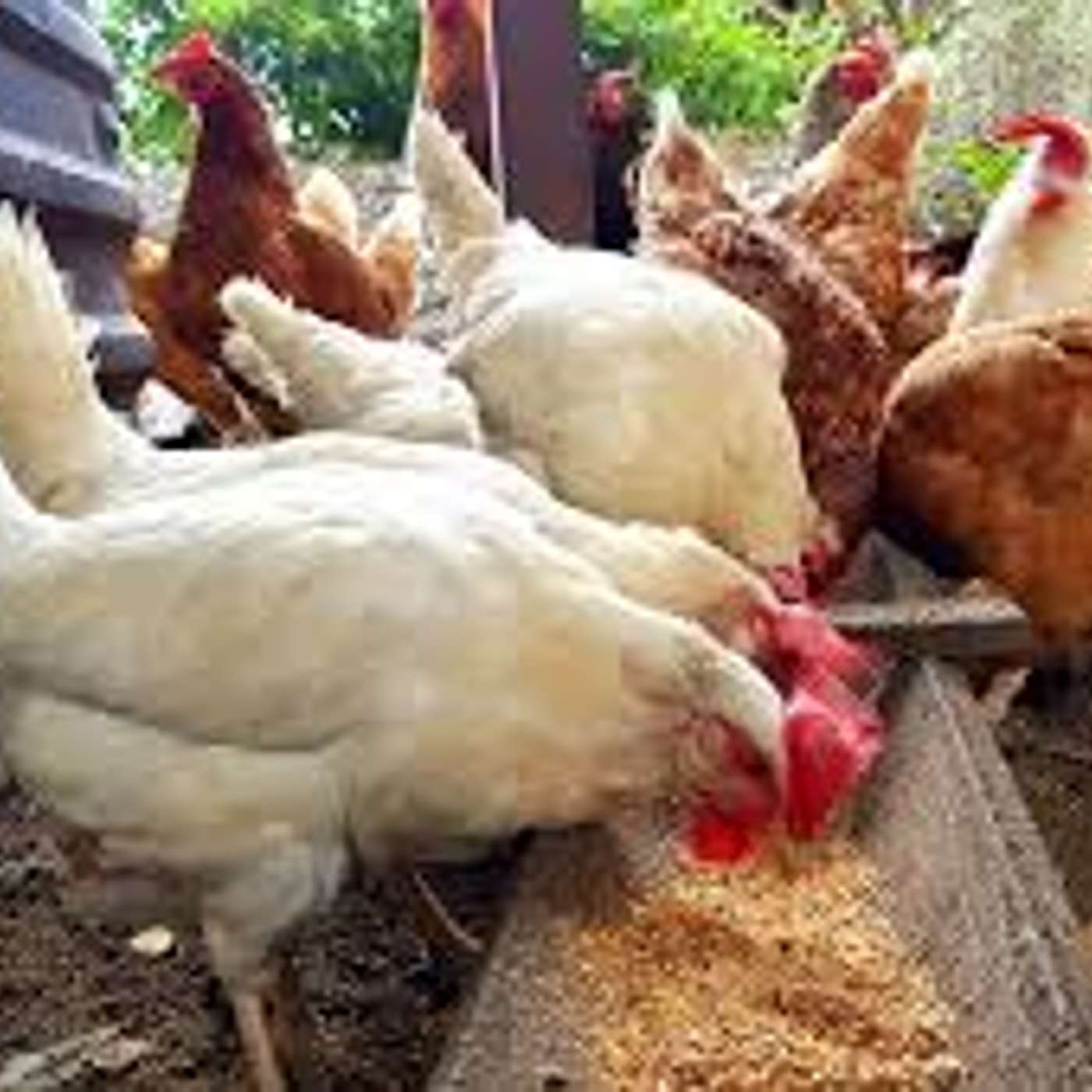 Il pollo nella storia: un vero protagonista!