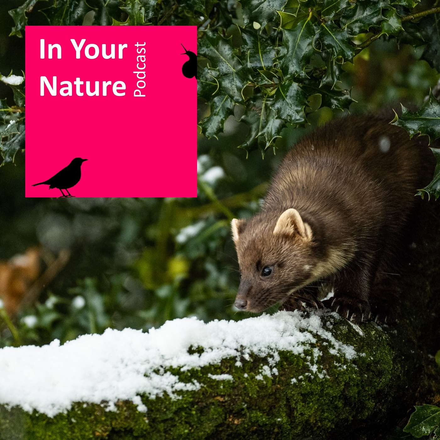 In Your Nature Ep 40 - The Pine Marten with Dr Denise O'Meara