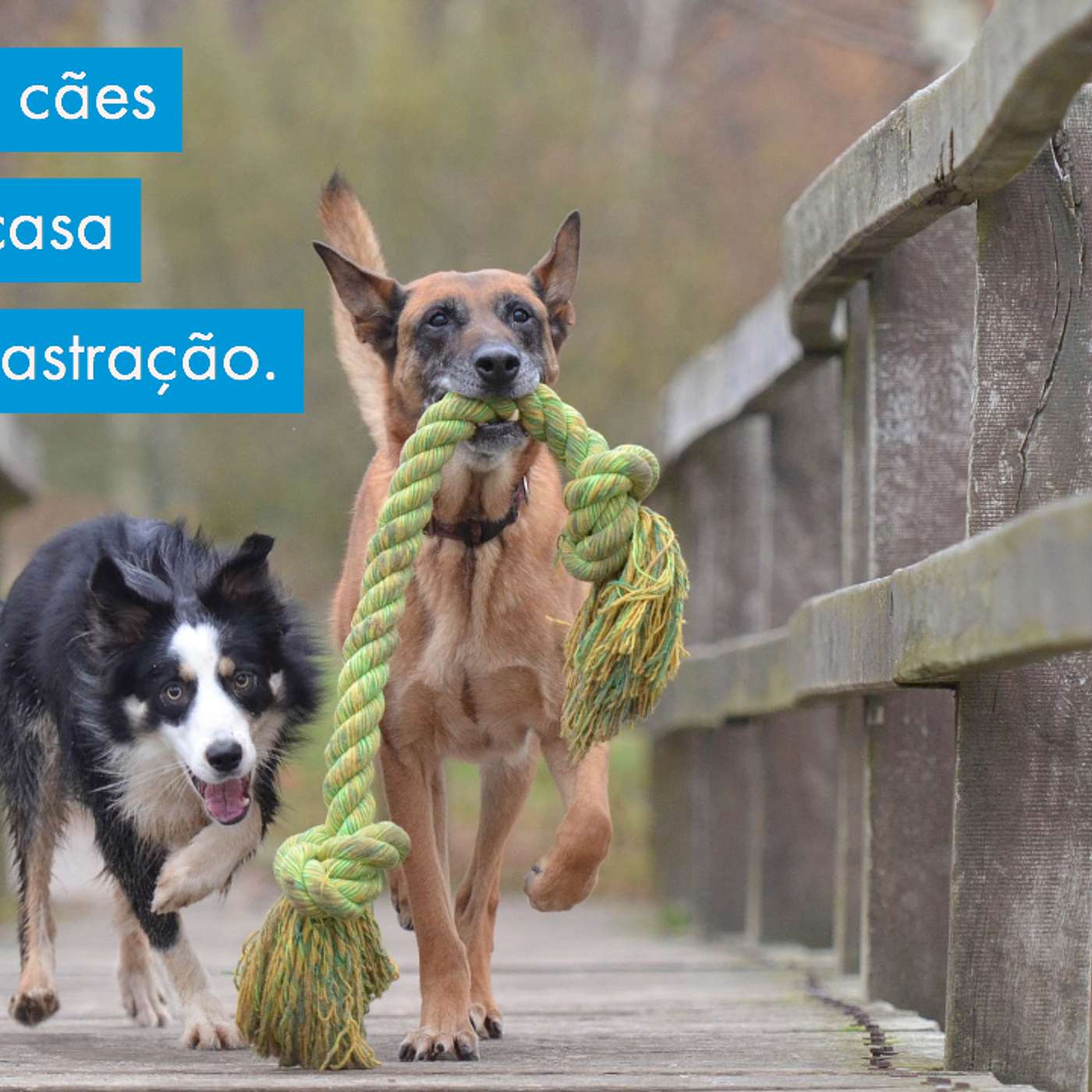 Brigas entre cães da mesma casa depois da castração. episode artwork