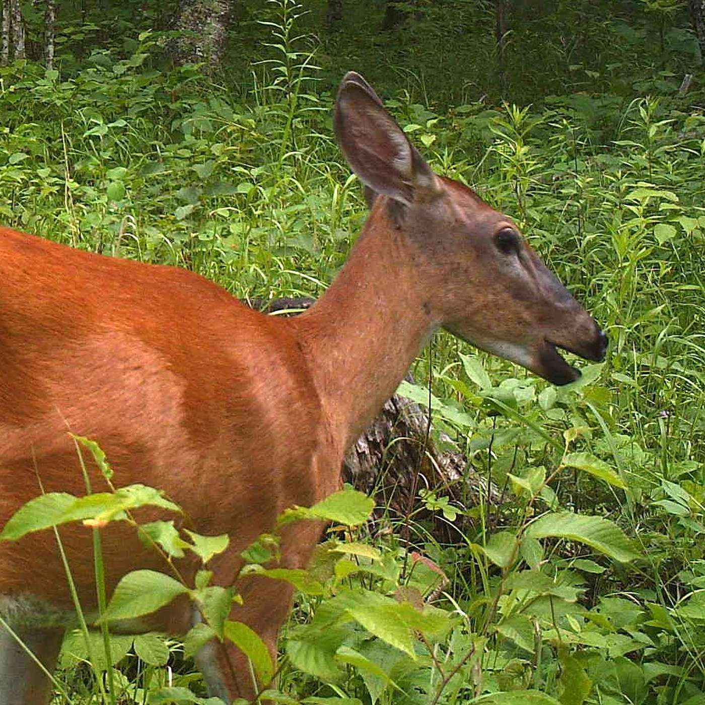 The Two Boots Word Vault