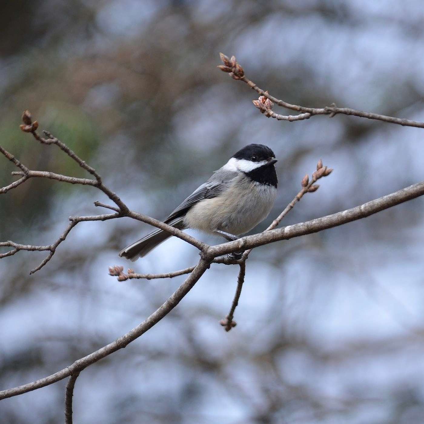 Poetry Episode 2: The Chickadee