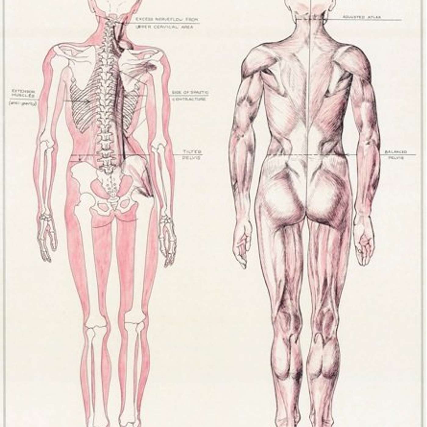 The Science Behind a Short Leg and an Upper Cervical Vertebral Subluxation