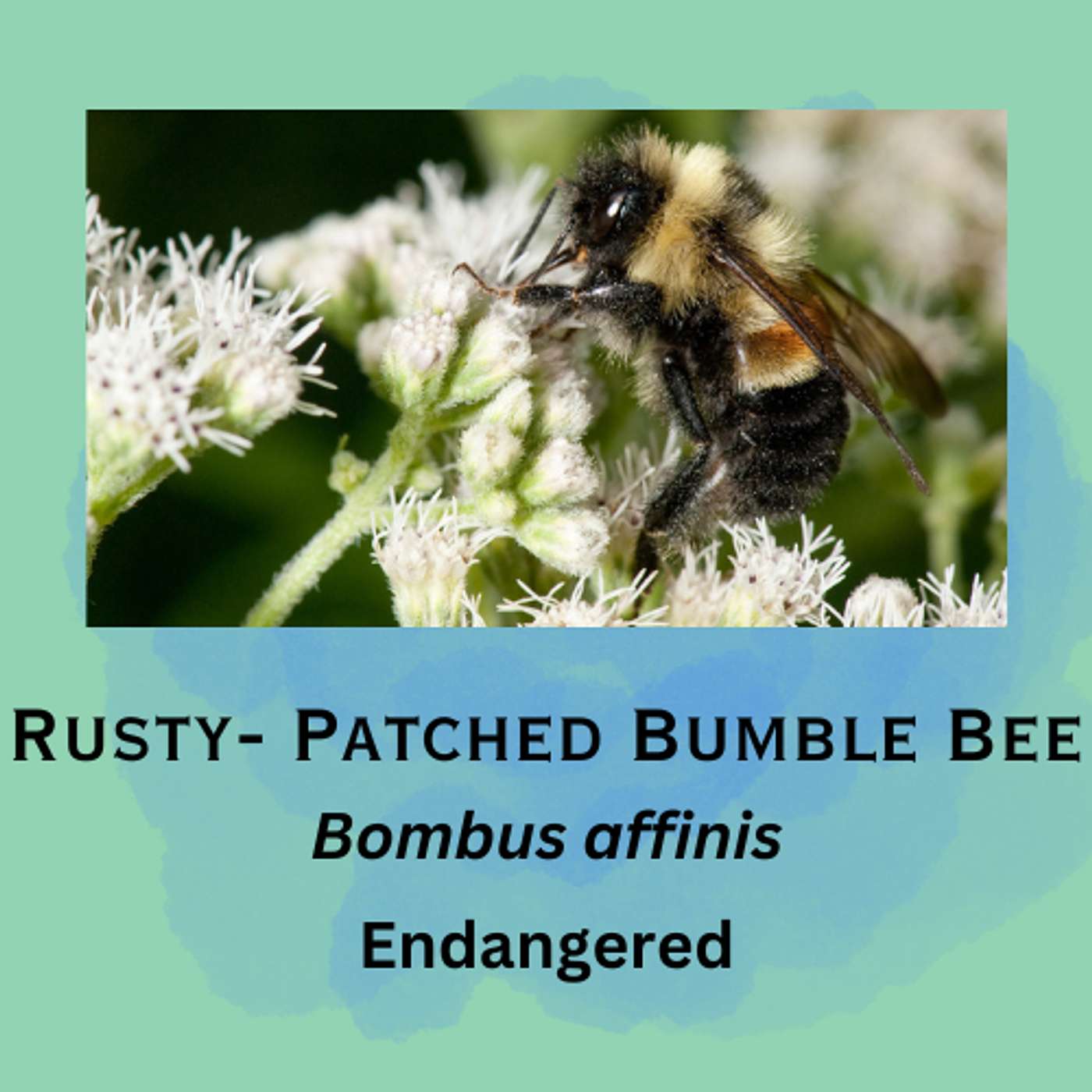Rusty-Patched Bumble Bee: An Abstract Artist