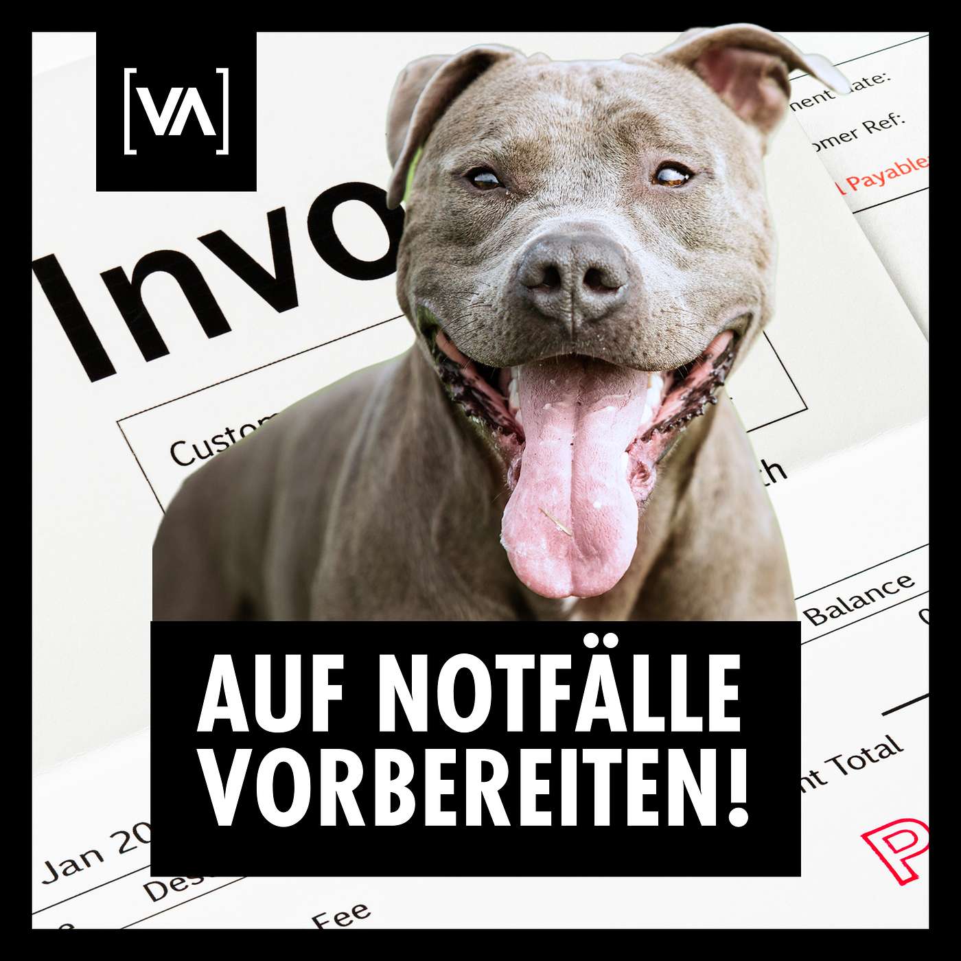 Nicht jeder sollte einen Hund haben | Die brutale Wahrheit über Verantwortung Kosten und Realität