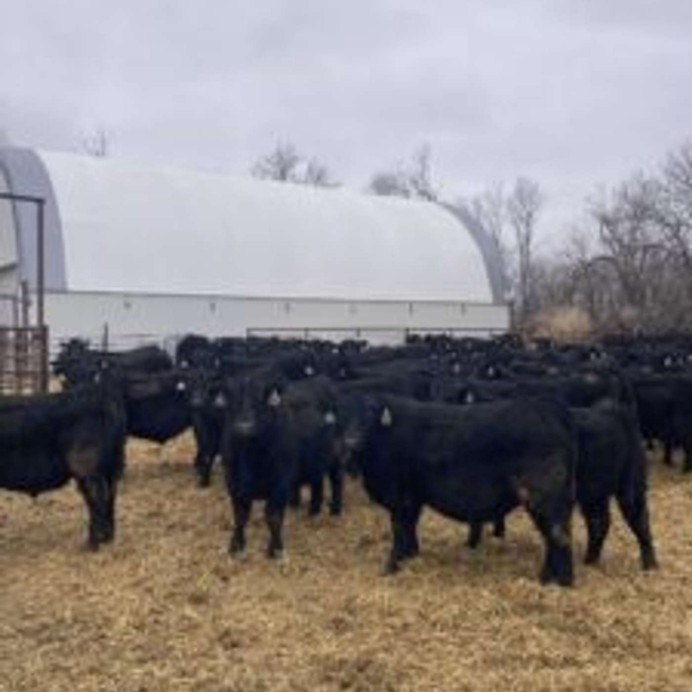 Buseman Angus Bulls Have Sale Success with Private Treaties