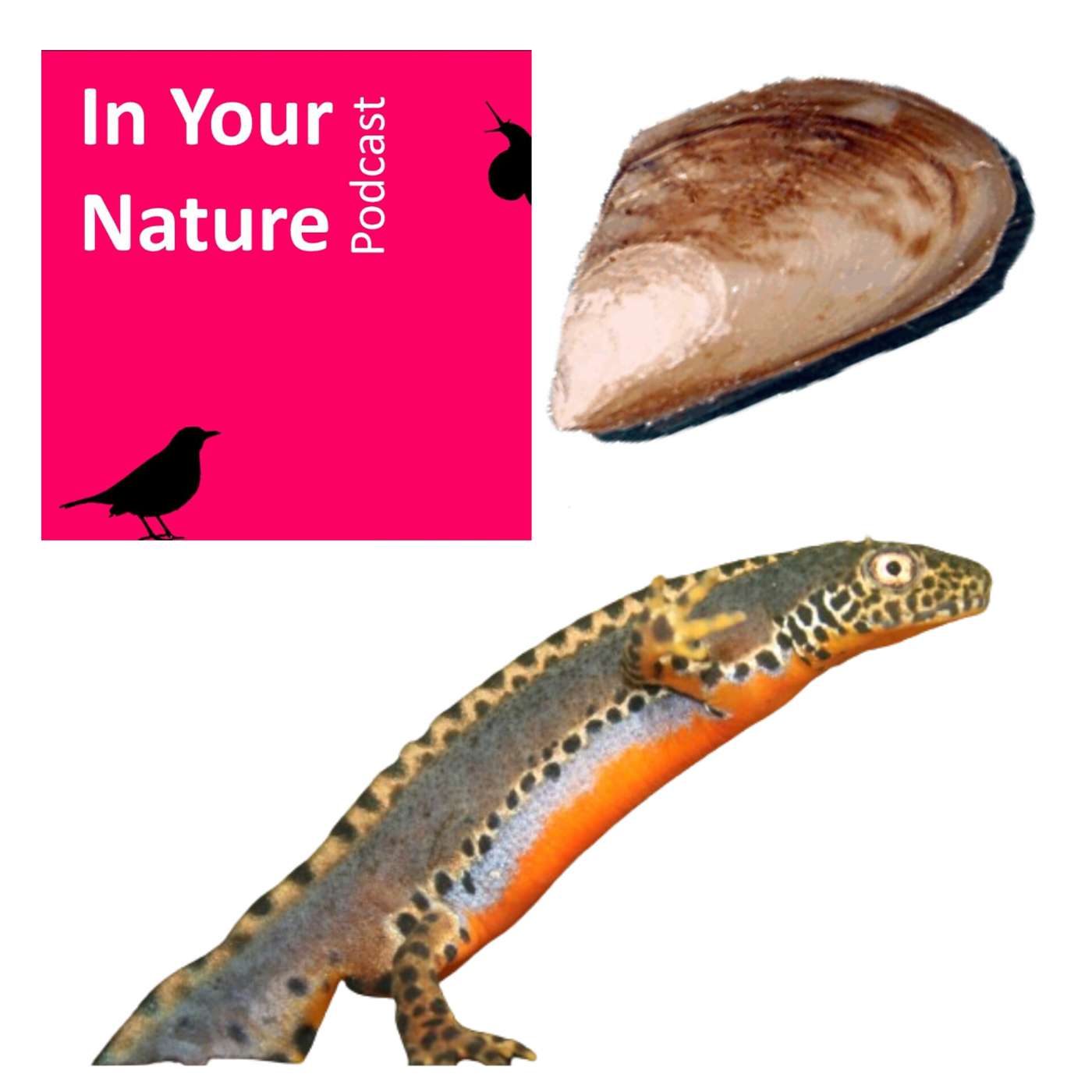 In Your Nature Ep 48 - The New Invasives