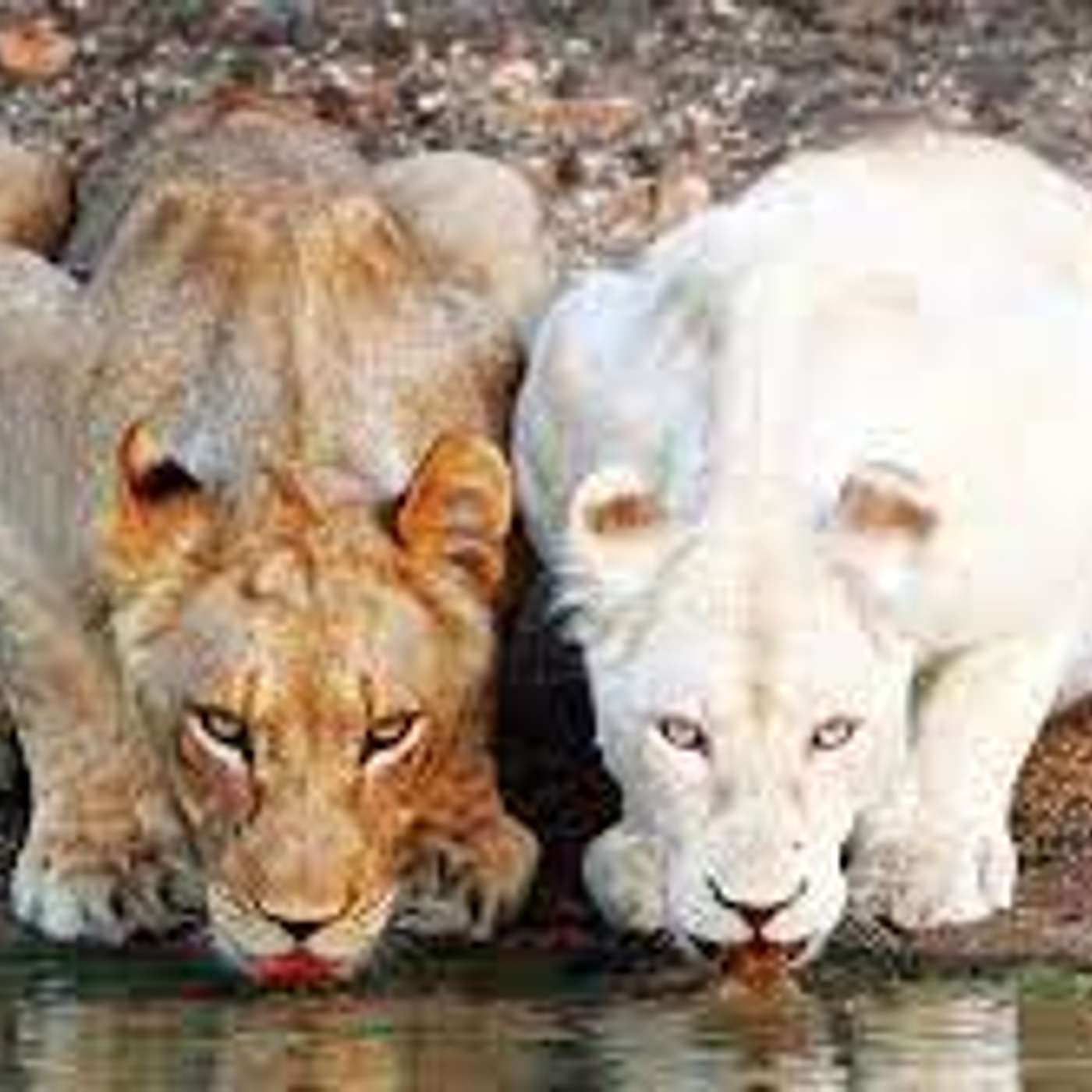 Amici per il pelo, il mondo degli animali visto e raccontato da una veterinaria