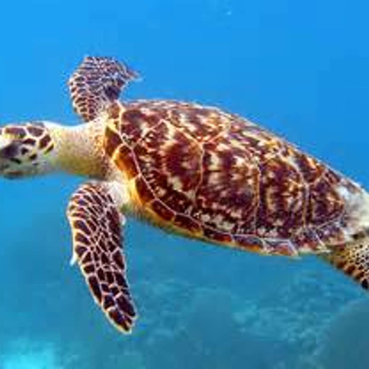 Sea Turtle update episode artwork