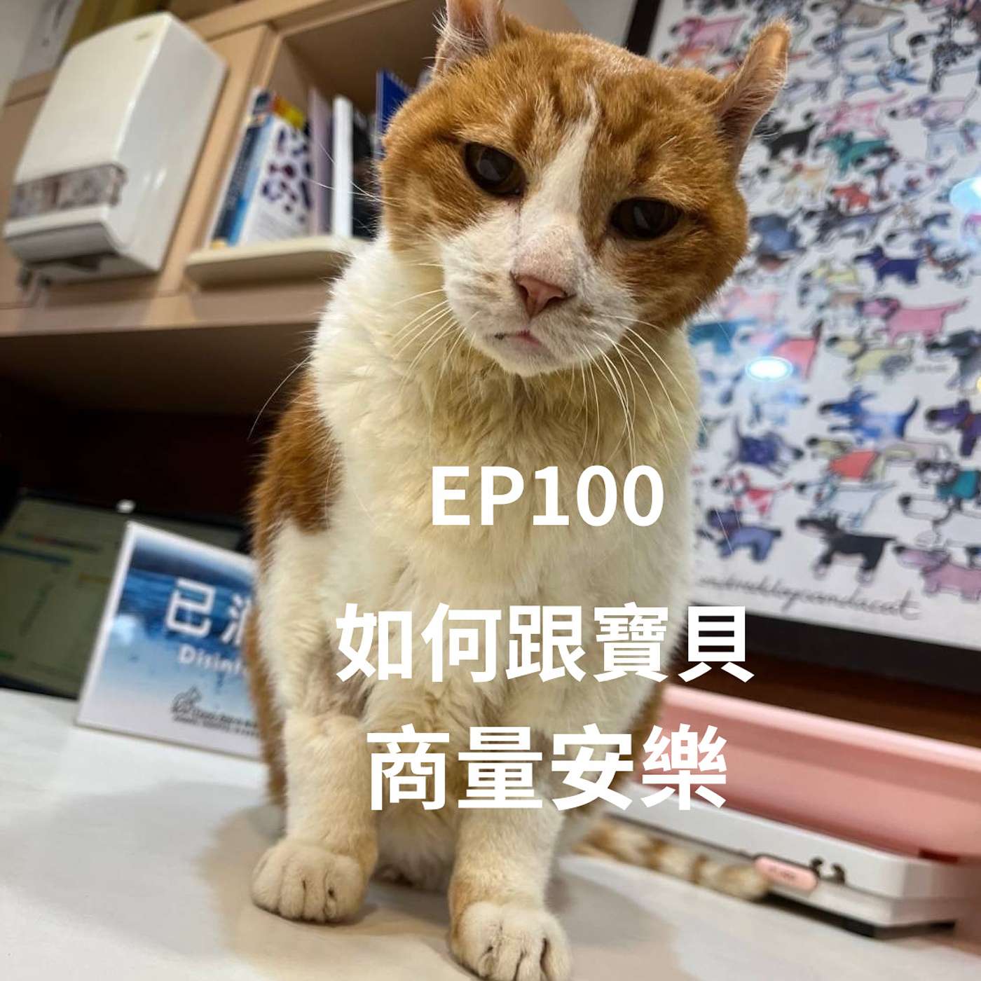 EP100 看你痛苦讓你睡著好嗎？貓貓不想面對：我不想走，有看到我的努力嗎？！(柚子貍&安妮動物園/從0到1X媒體人斜槓) episode artwork