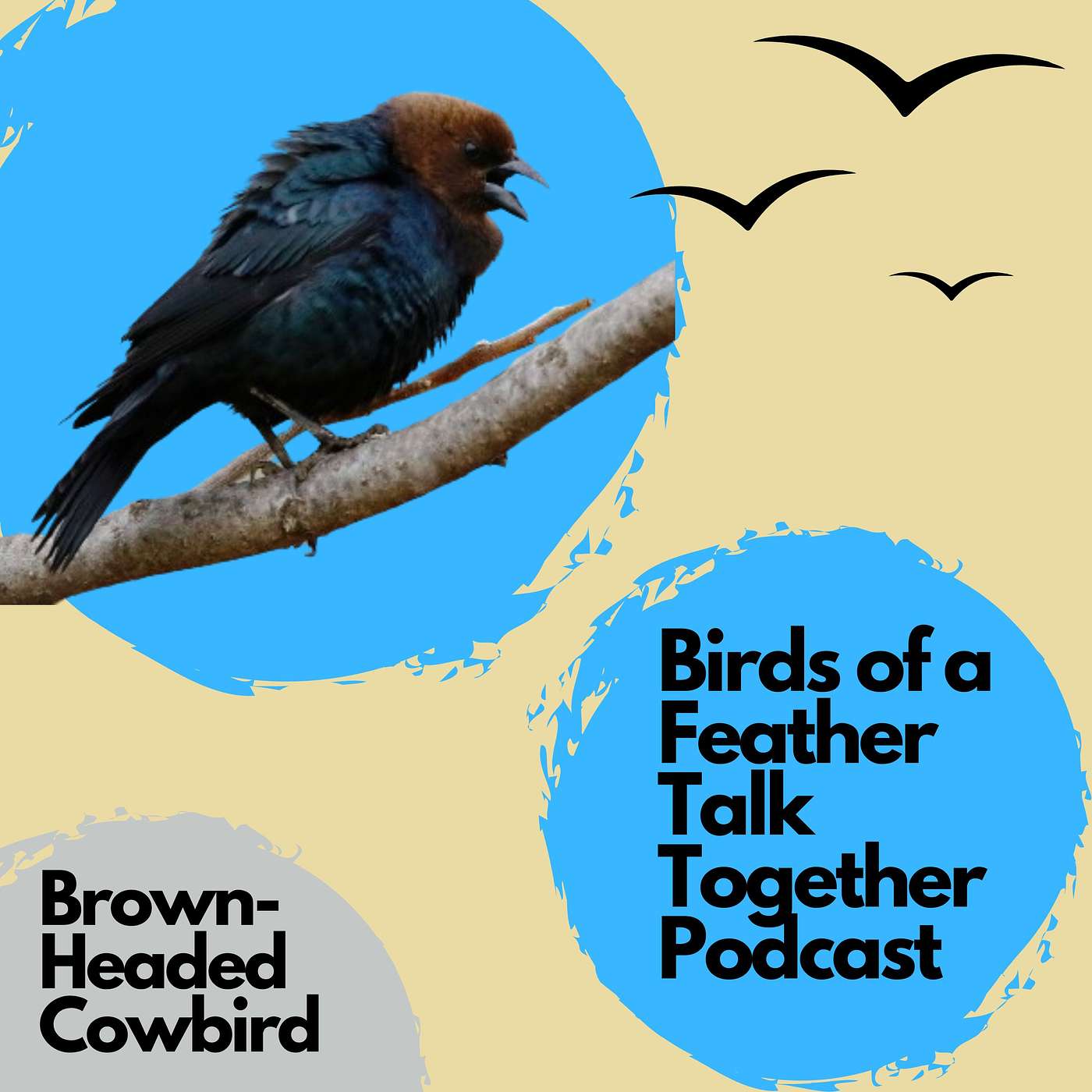 Birds of a Feather Talk Together