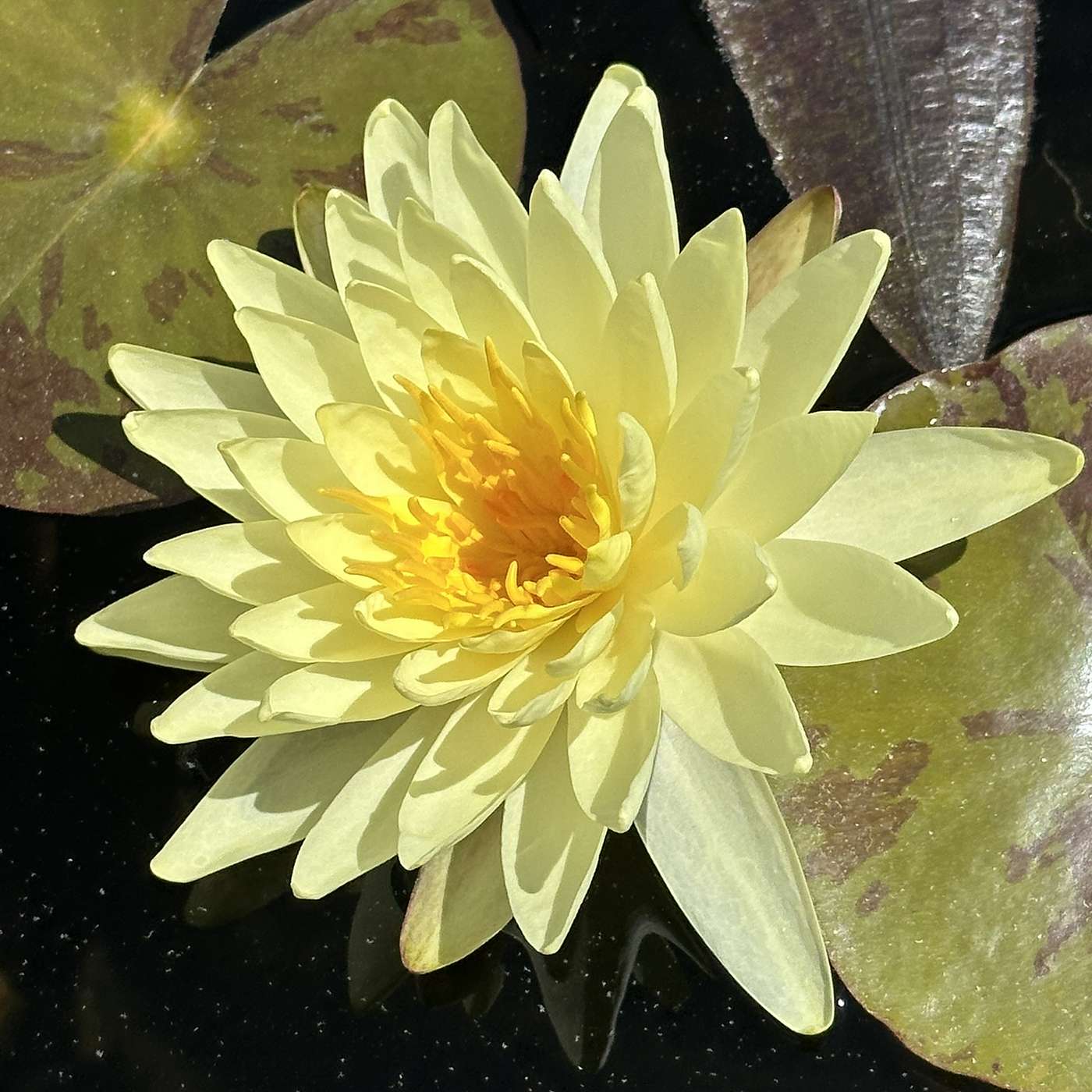 Aquatic Plants episode artwork