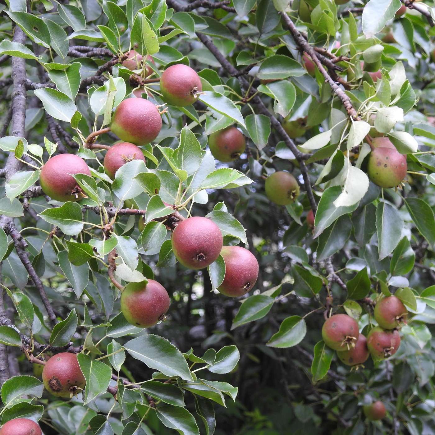 PICKLING PEARS