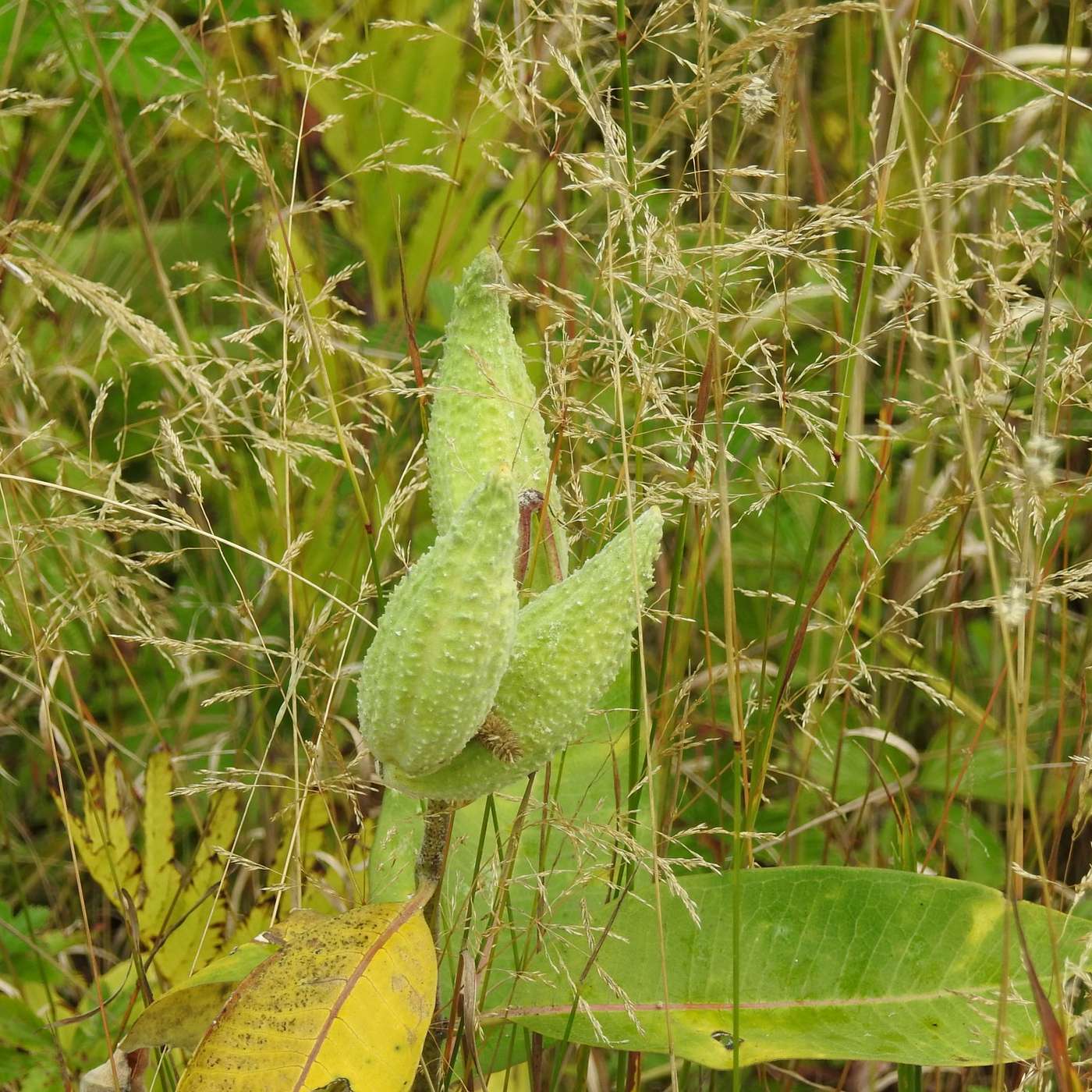 MAGICAL MILKWEED