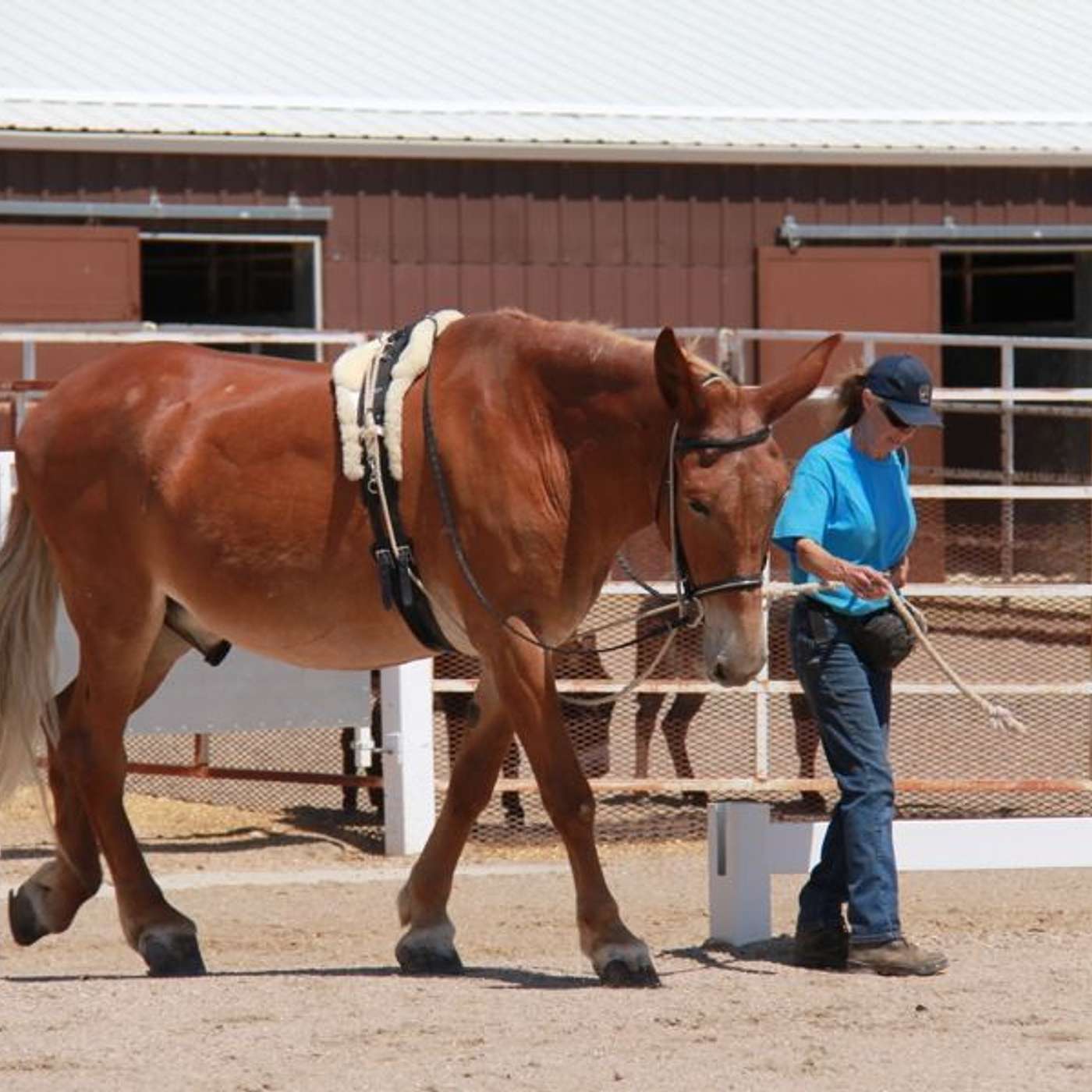 MULE TALK! THE PODCAST ABOUT MULES, MULE TRAINING, AND THE MULE INDUSTRY.