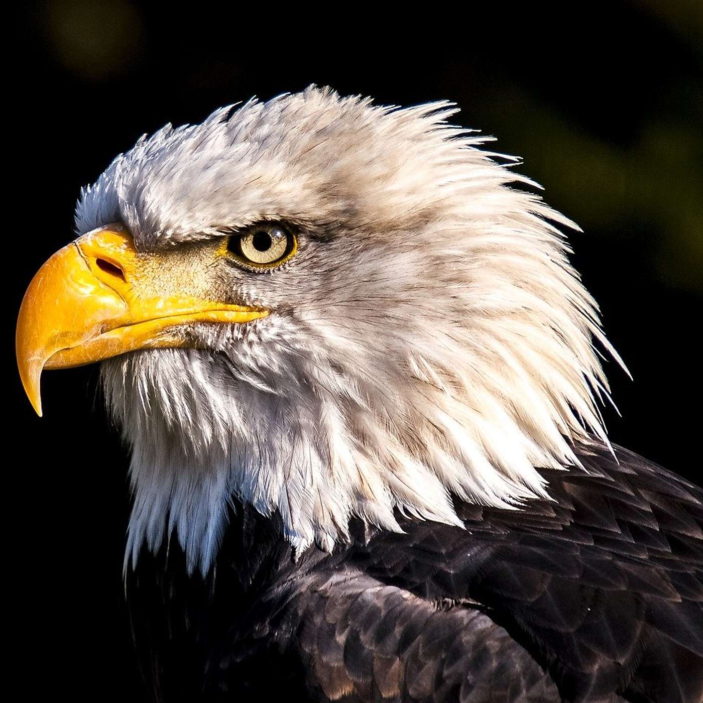 10 Life Lessons From the Eagle