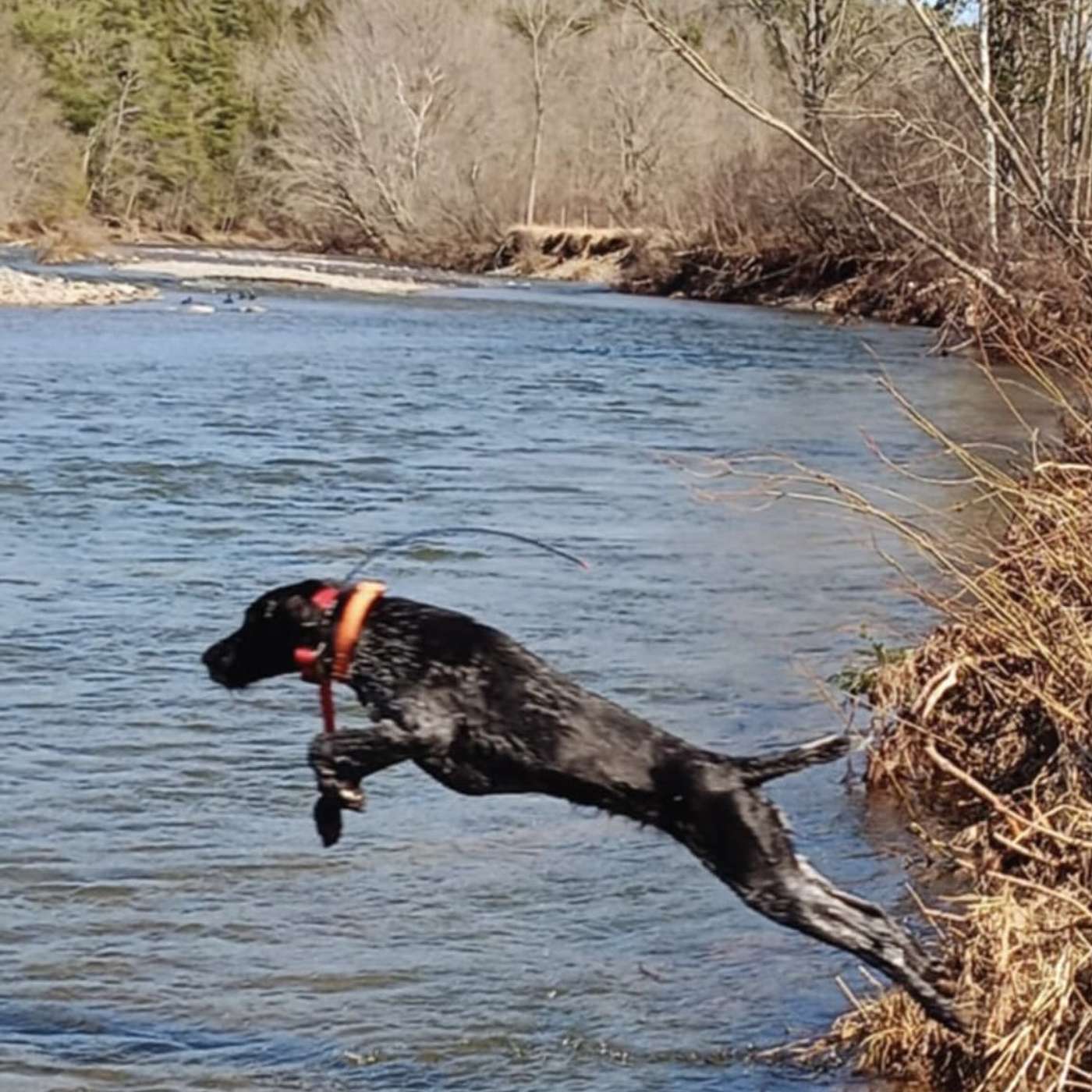 Versatile Hunting Dogs Unleashed: Jeb`s Journey With German Wirehair Pointers episode artwork