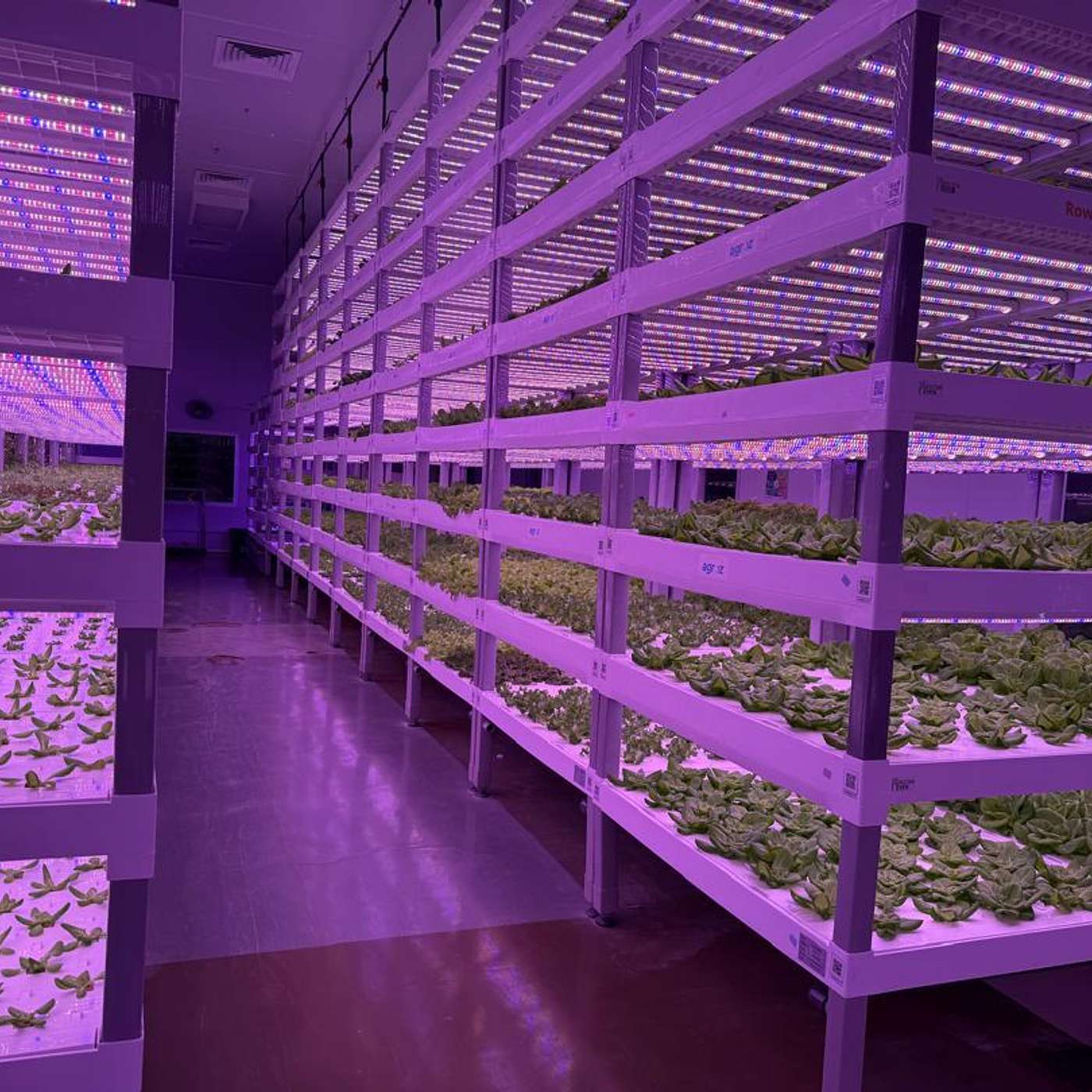 Kenapa AminoPro sesuai untuk hidroponik?