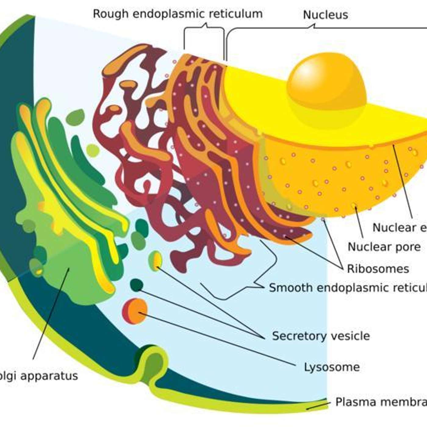 21. Eating pizza, aging, and the importance of our cellular organelles