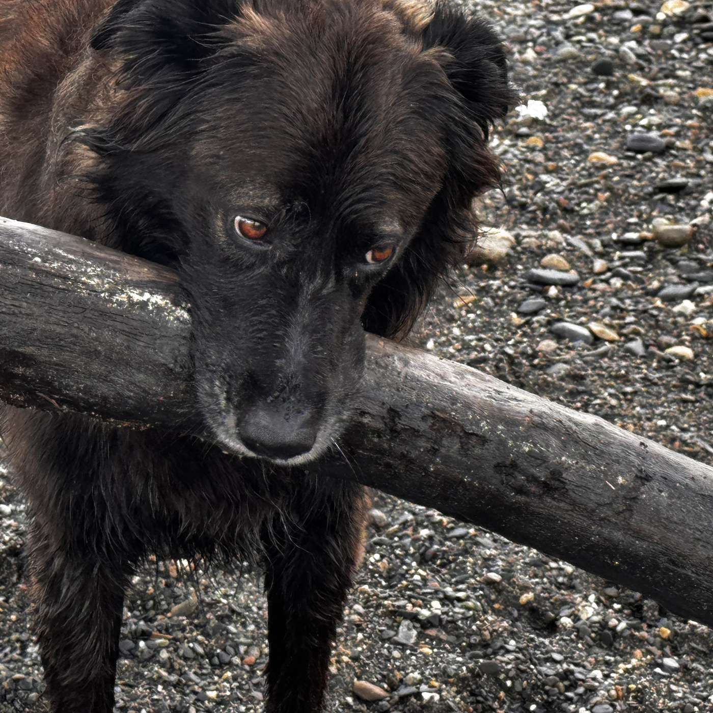 THE MAN WHO BECAME A DOG — Chapters 4-6