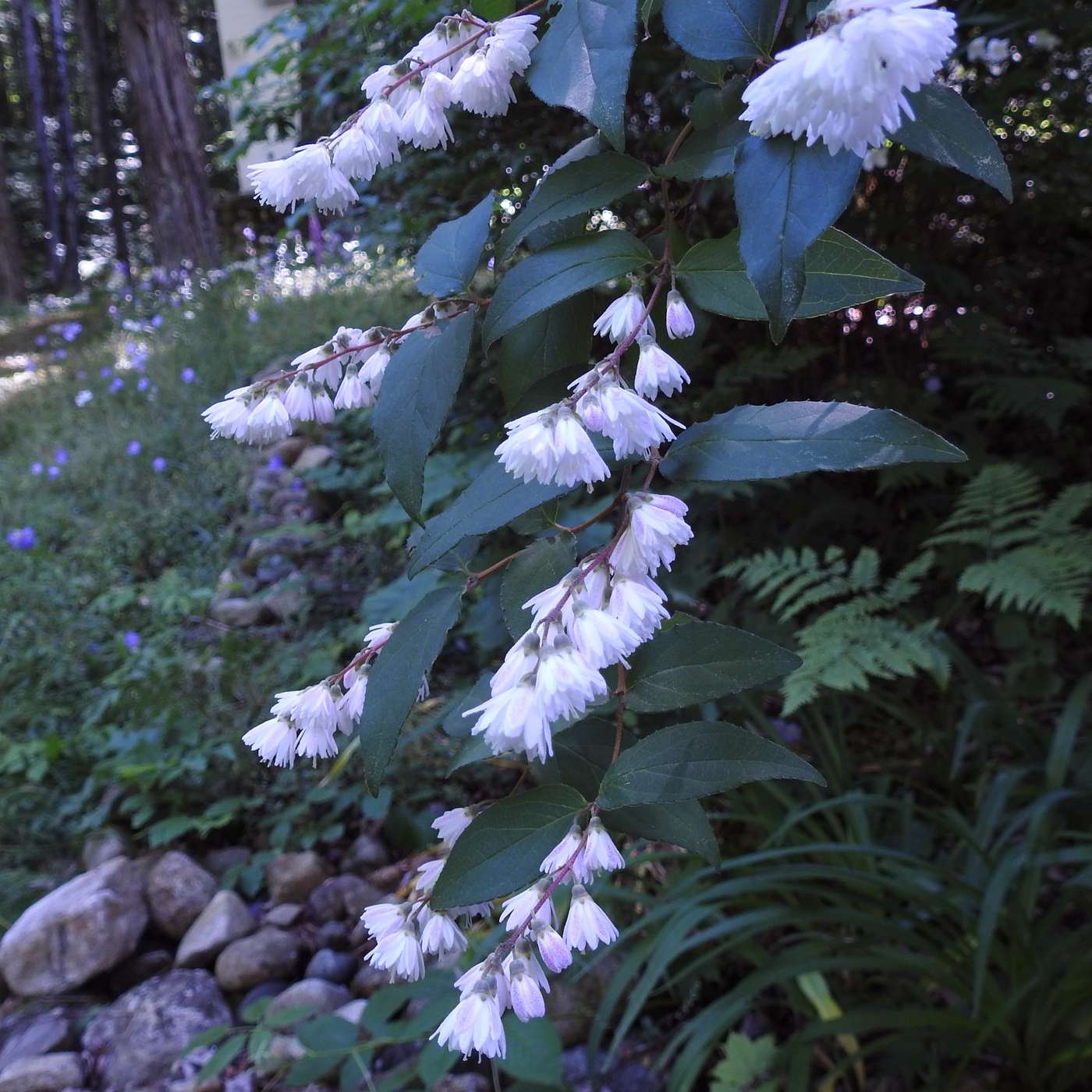 DOUBLE MOCK ORANGE