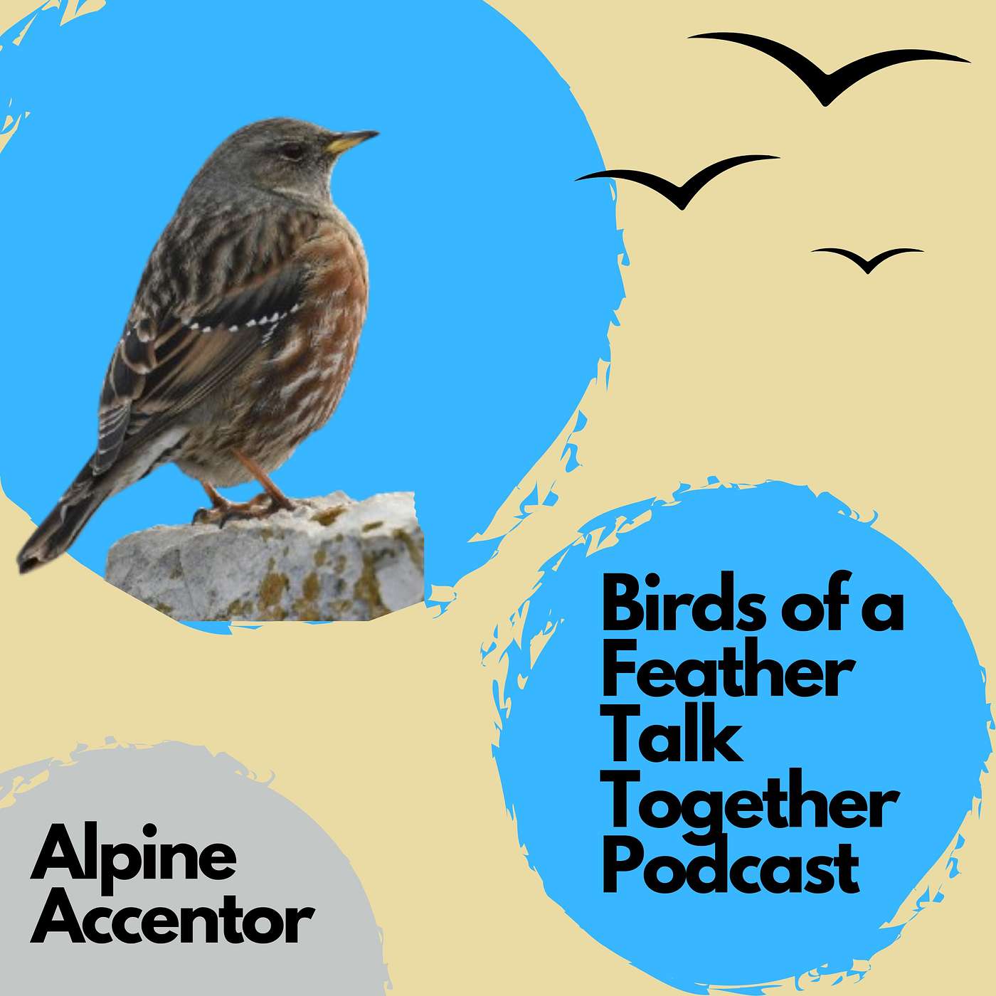 157: Alpine Accentors Revisited: One of the Wildest Mating Systems in the Bird World episode artwork