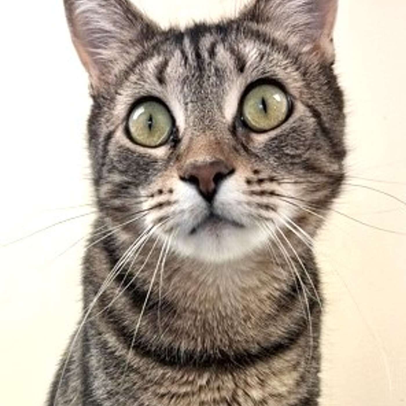 Let's meet JACKIE! She's our POP-PAW-RAZZI Superstar of the Week!