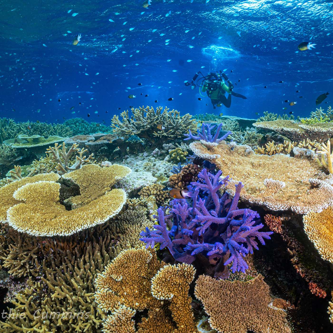 S3 E19: Protecting Paradise: The Future of the Coral Sea Marine Park