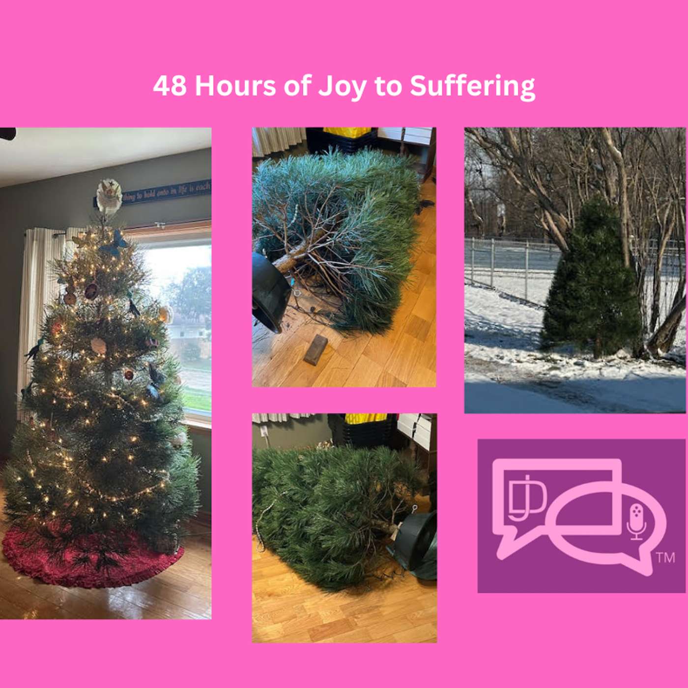 How A Perfect Tree Became A 48-Hour Disaster And A Bird Sanctuary How A Perfect Tree Became A 48-Hour Disaster And A Bird Sanctuary