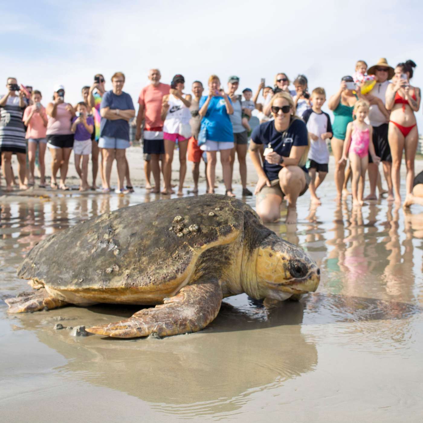 Just Keep Swimming: Tales from our Sea Turtle Healing Center