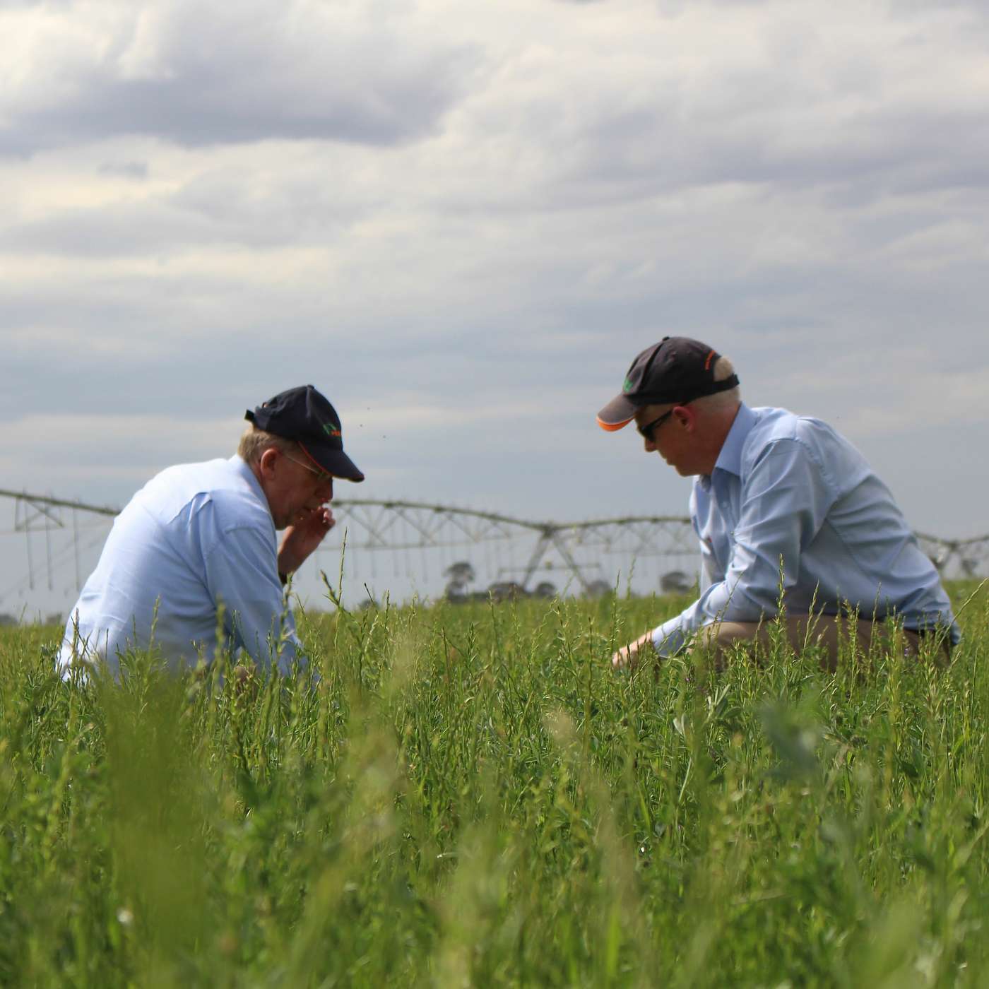 Redekop weed seed impact mill and hay market overview