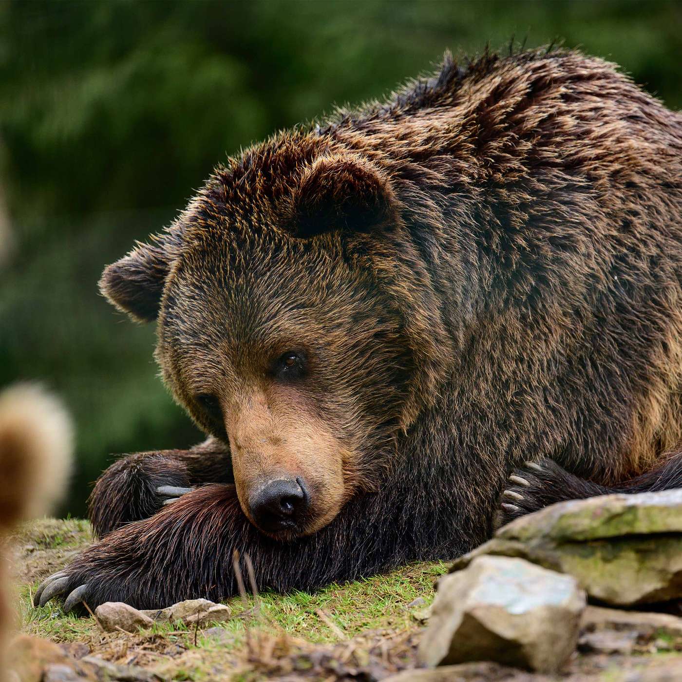 cover of episode Why Do Some Animals Hibernate?