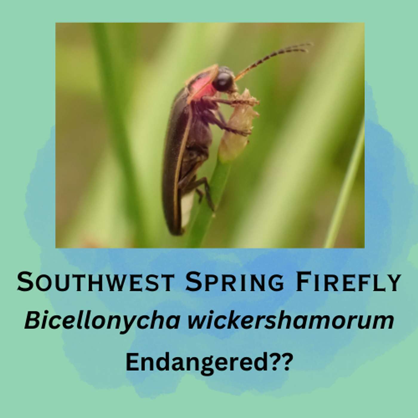 Southwest Spring Firefly: The Gateway Bug