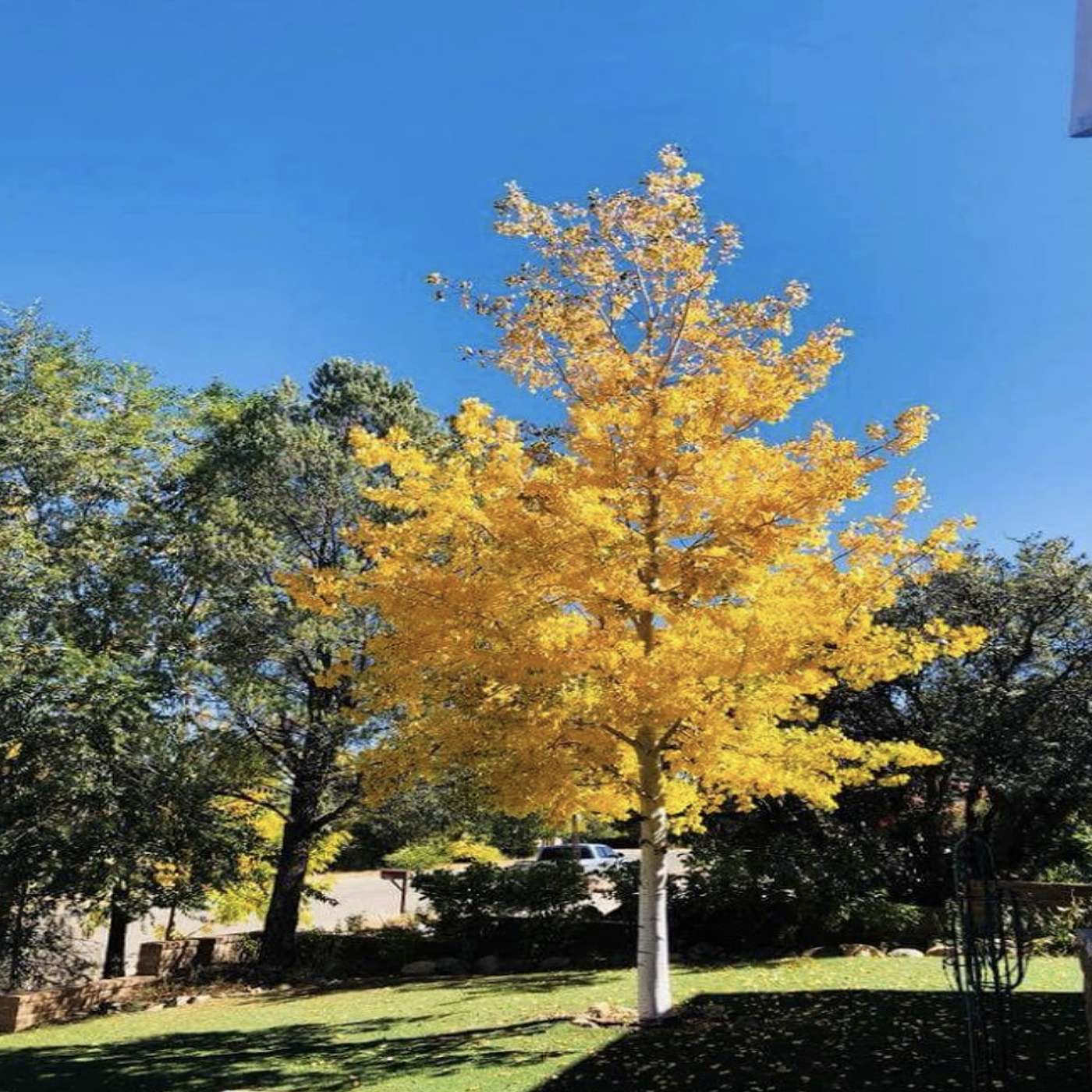 Autumn Curb Appeal with Fall Colored Trees and Flowers