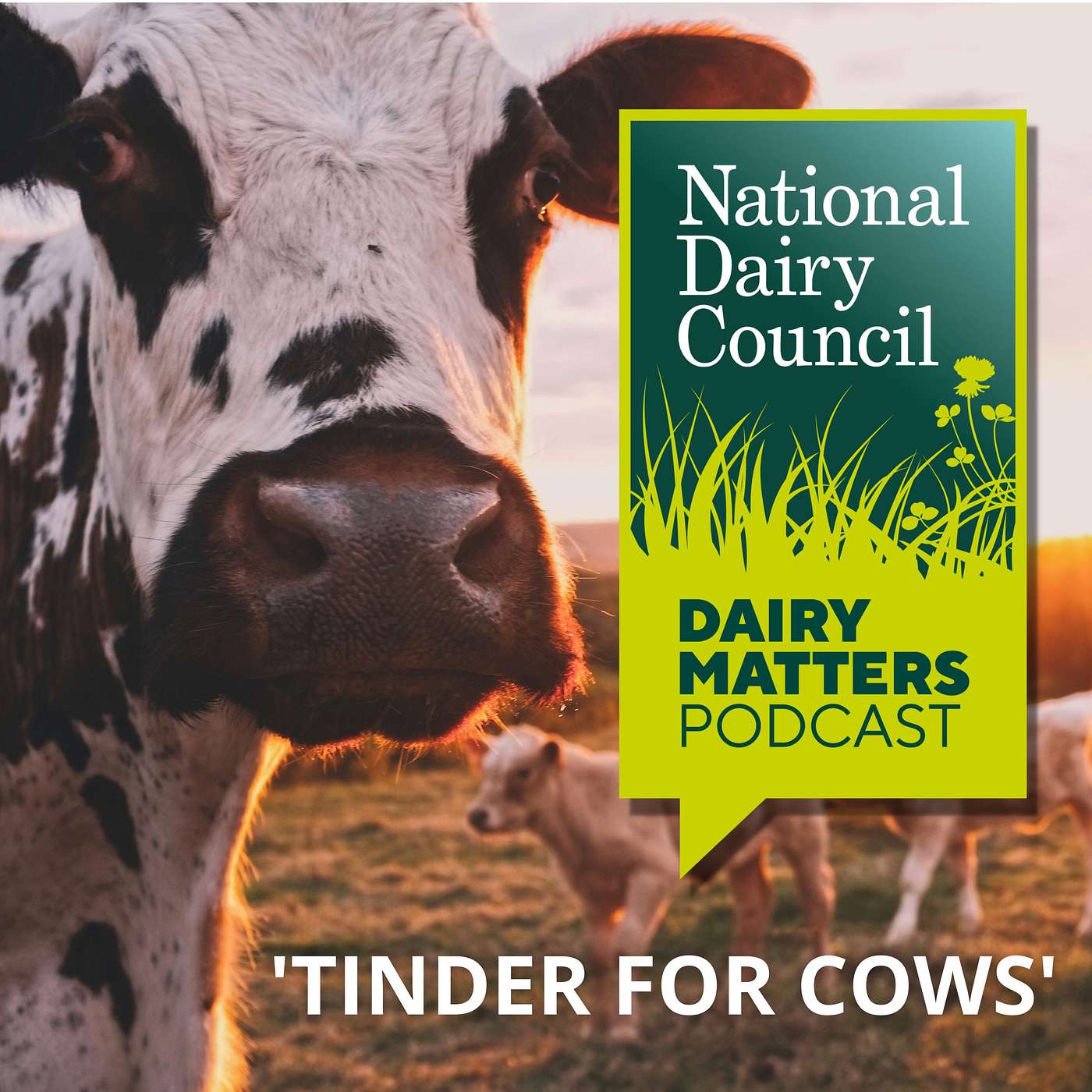 Dairy Matters