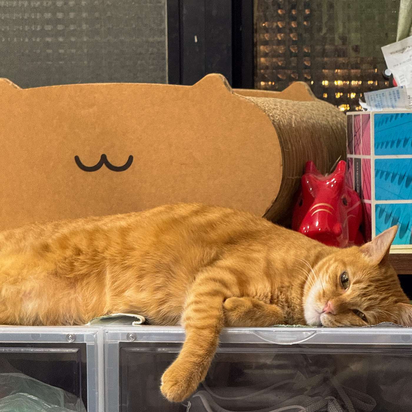 【鮑鮑報報EP42】大罷免，大失敗，但我們絕不能放棄比賽