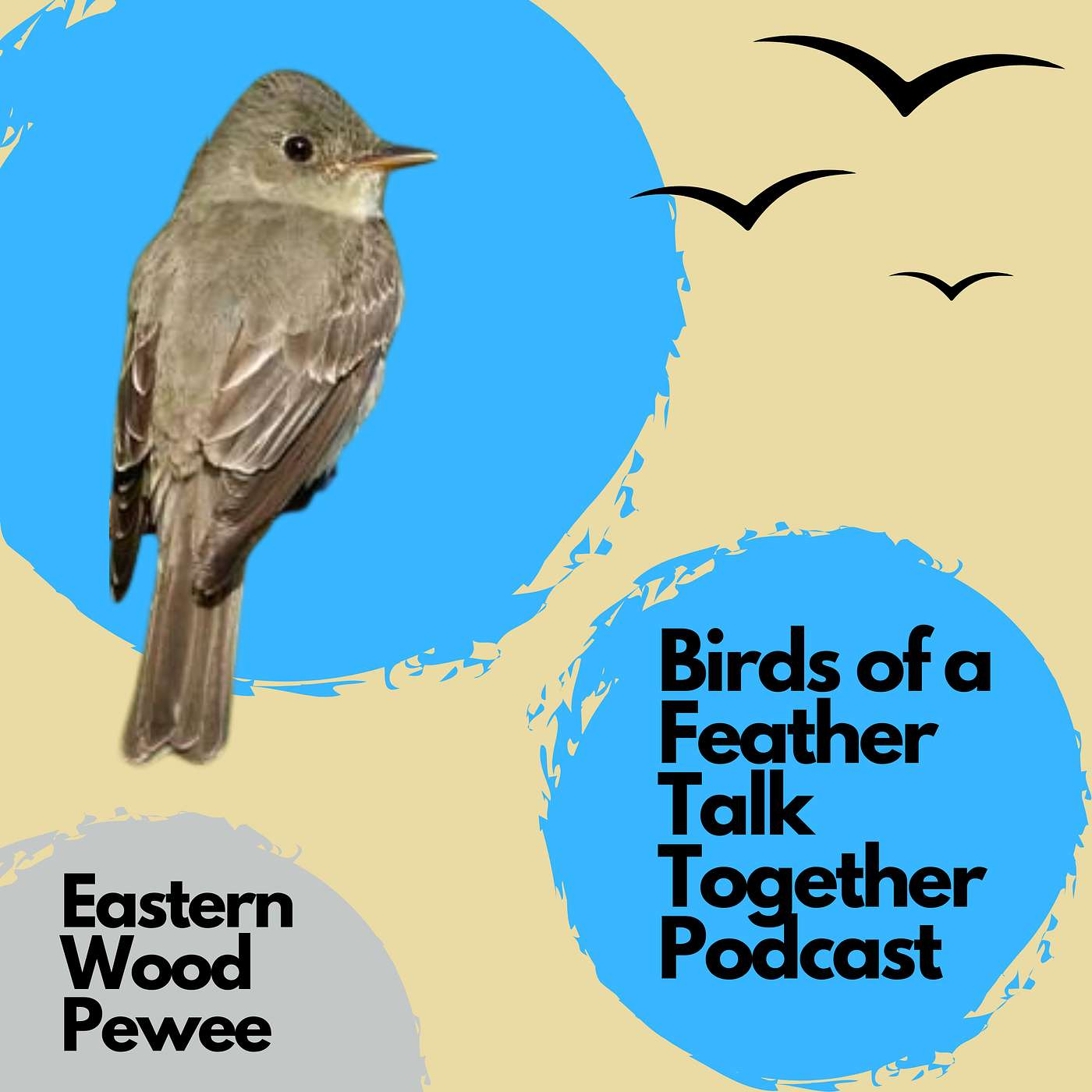 134: Eastern Wood Pewee - So Exciting That We Had A Malfunction :)