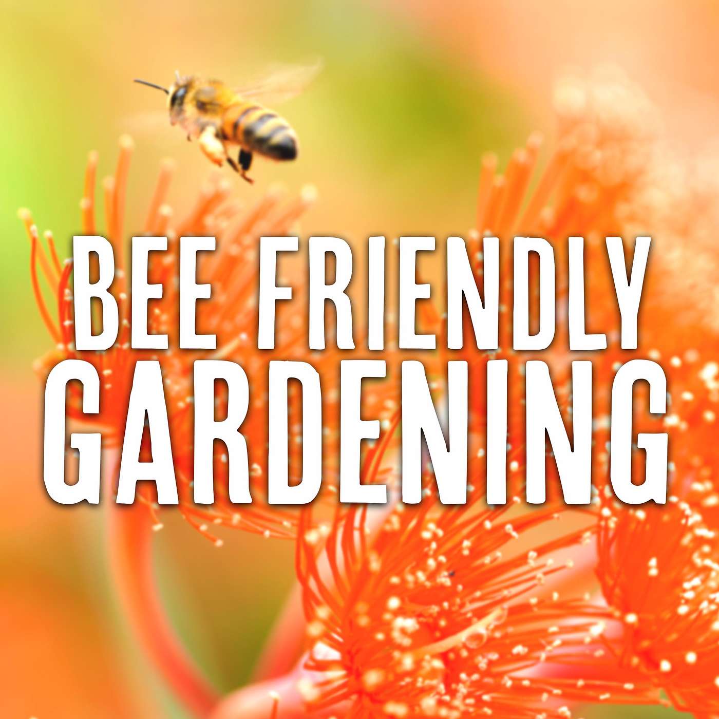 Creating A Bee Friendly Garden