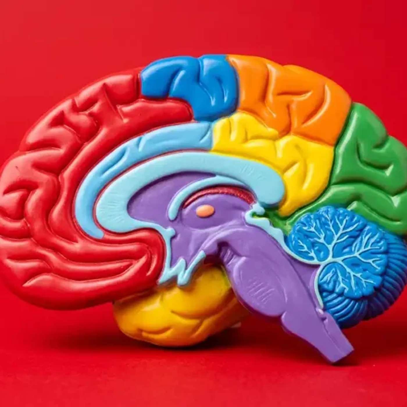 A hosszú élet és a szellemi frissesség titka: A társas kapcsolatok neurotudományi háttere episode artwork