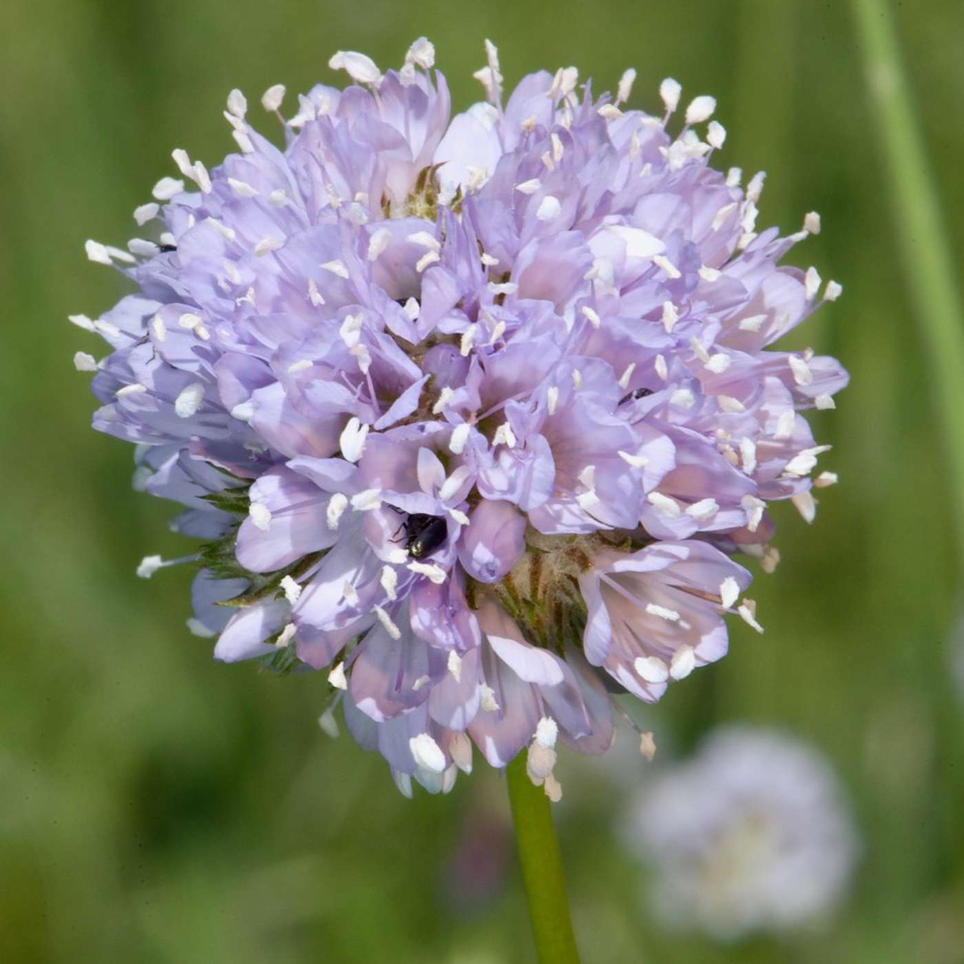 Flower Color in Gilia capitata and Gilia yorkii