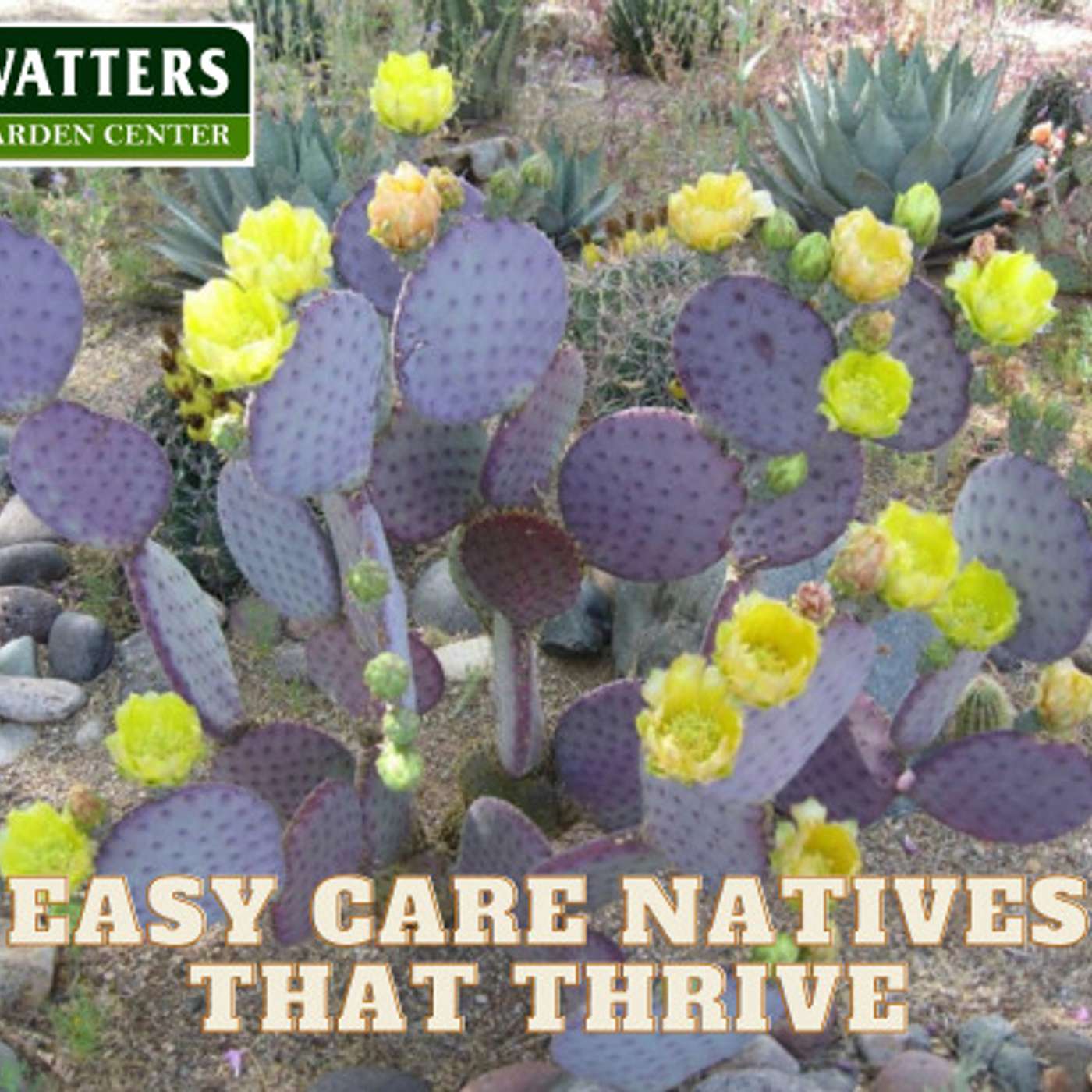 Easy Care Natives that Thrive in the Landscape