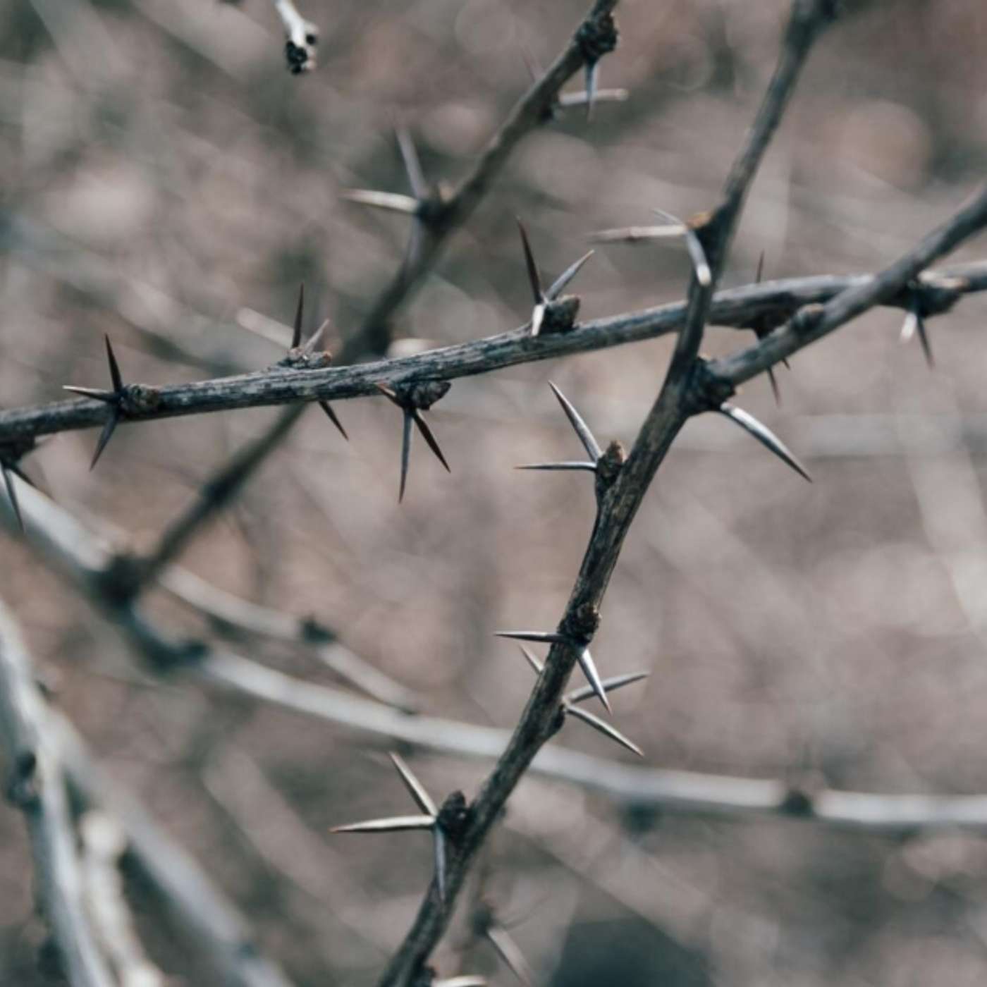 A Crown of Thorns thumbnail