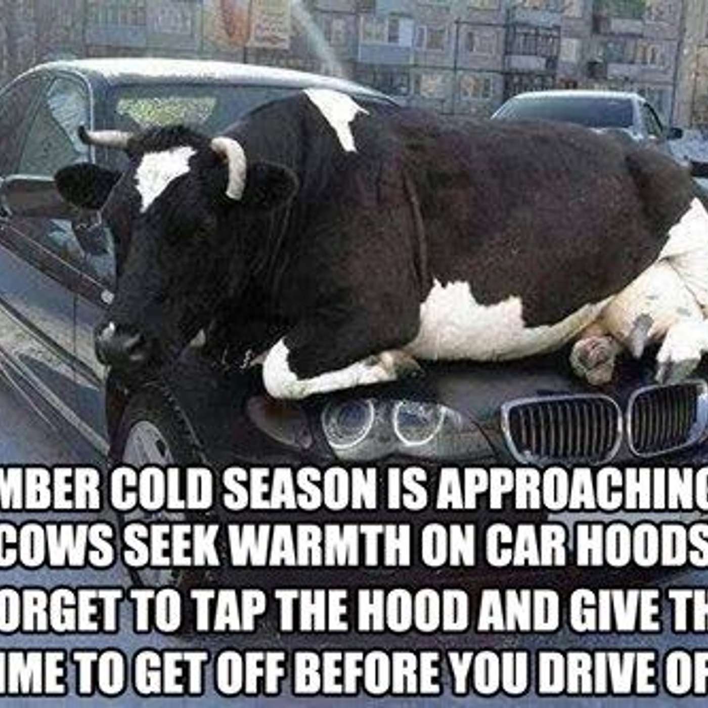 When wildlife invades your car When wildlife invades your car