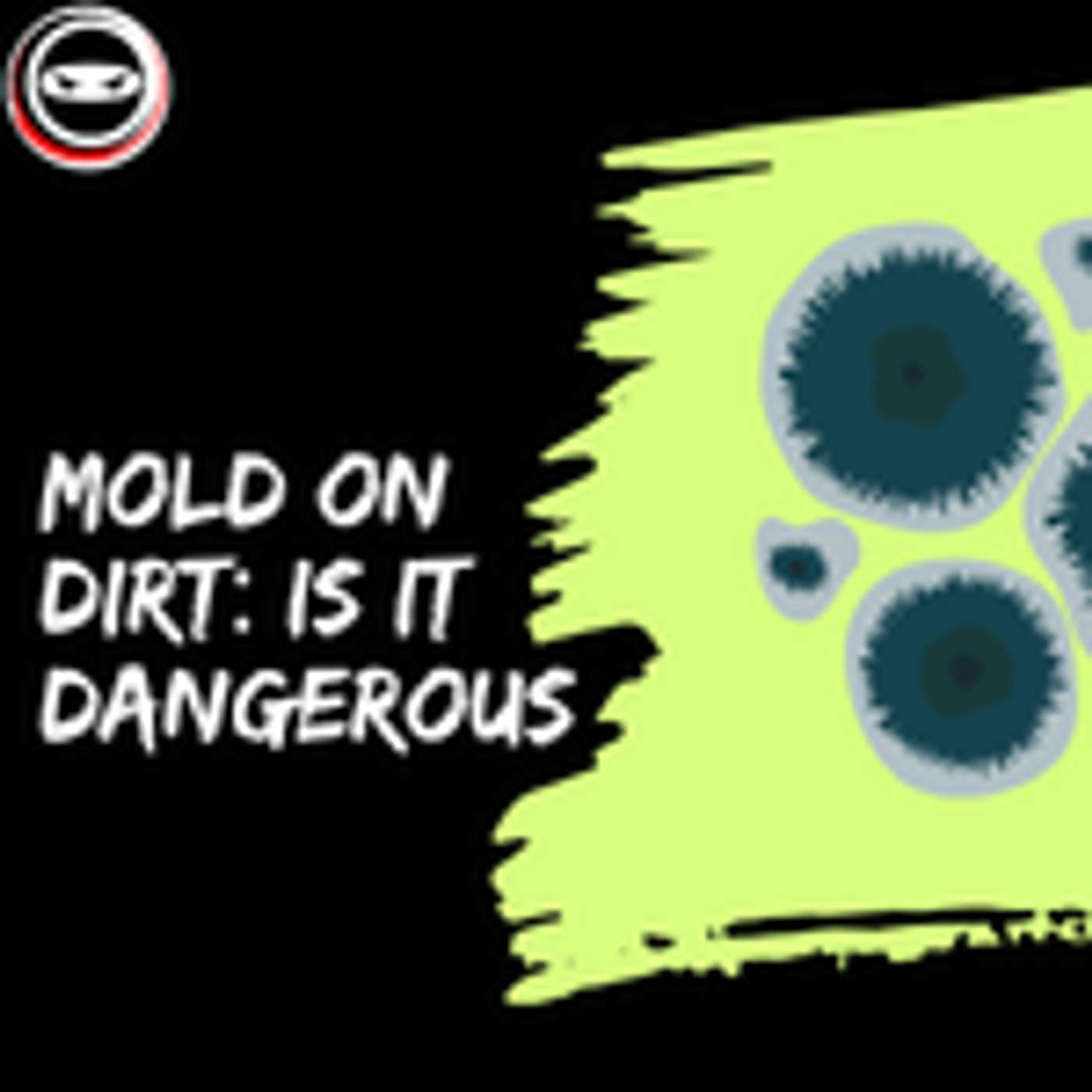 The Hidden Dangers of Mold Growing on Your Crawl Space Soil