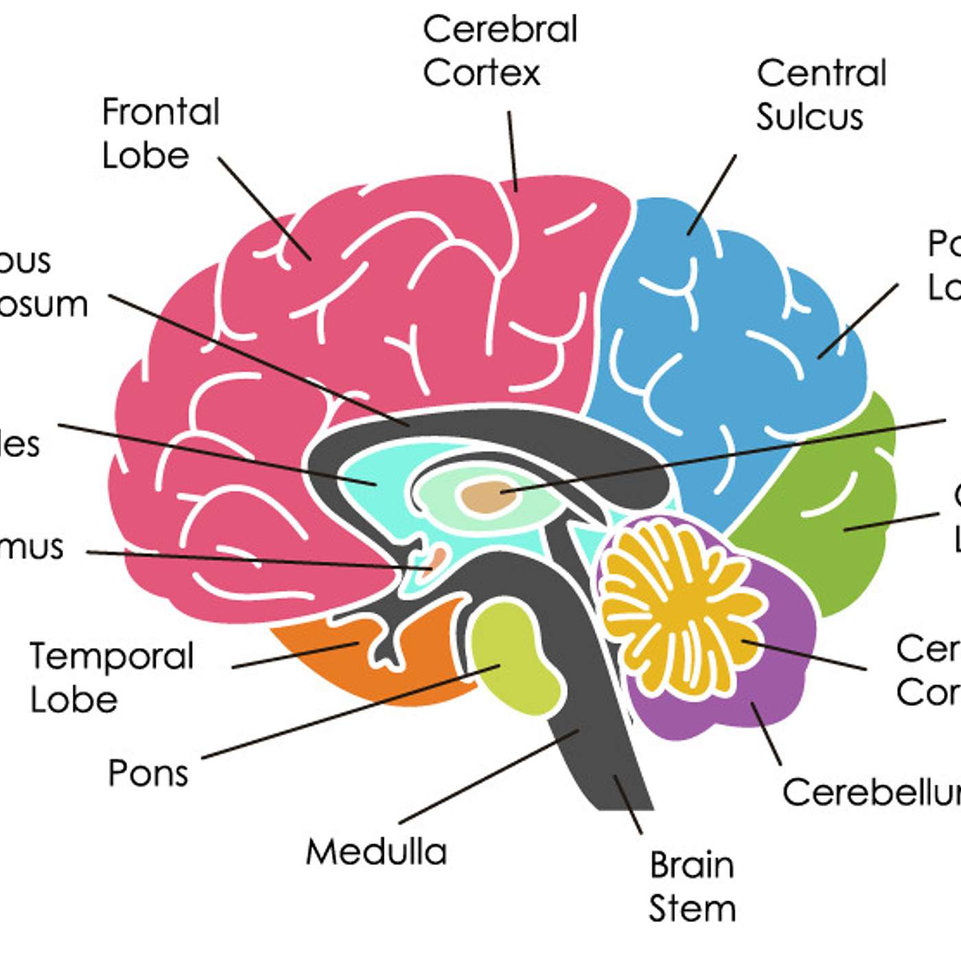 Episode 177 - Put your Mind to it!