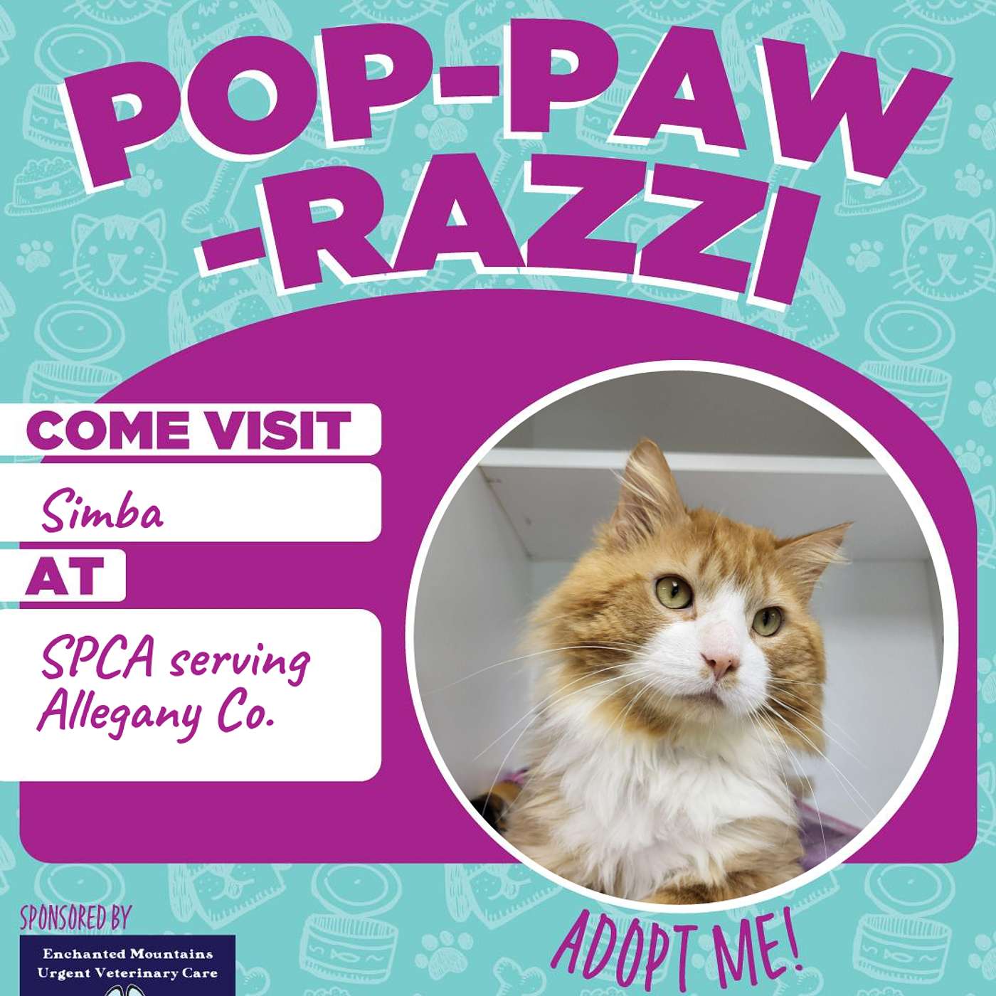 Meet Simba...our SUPERSTAR of the week! Adopt Don't Shop!