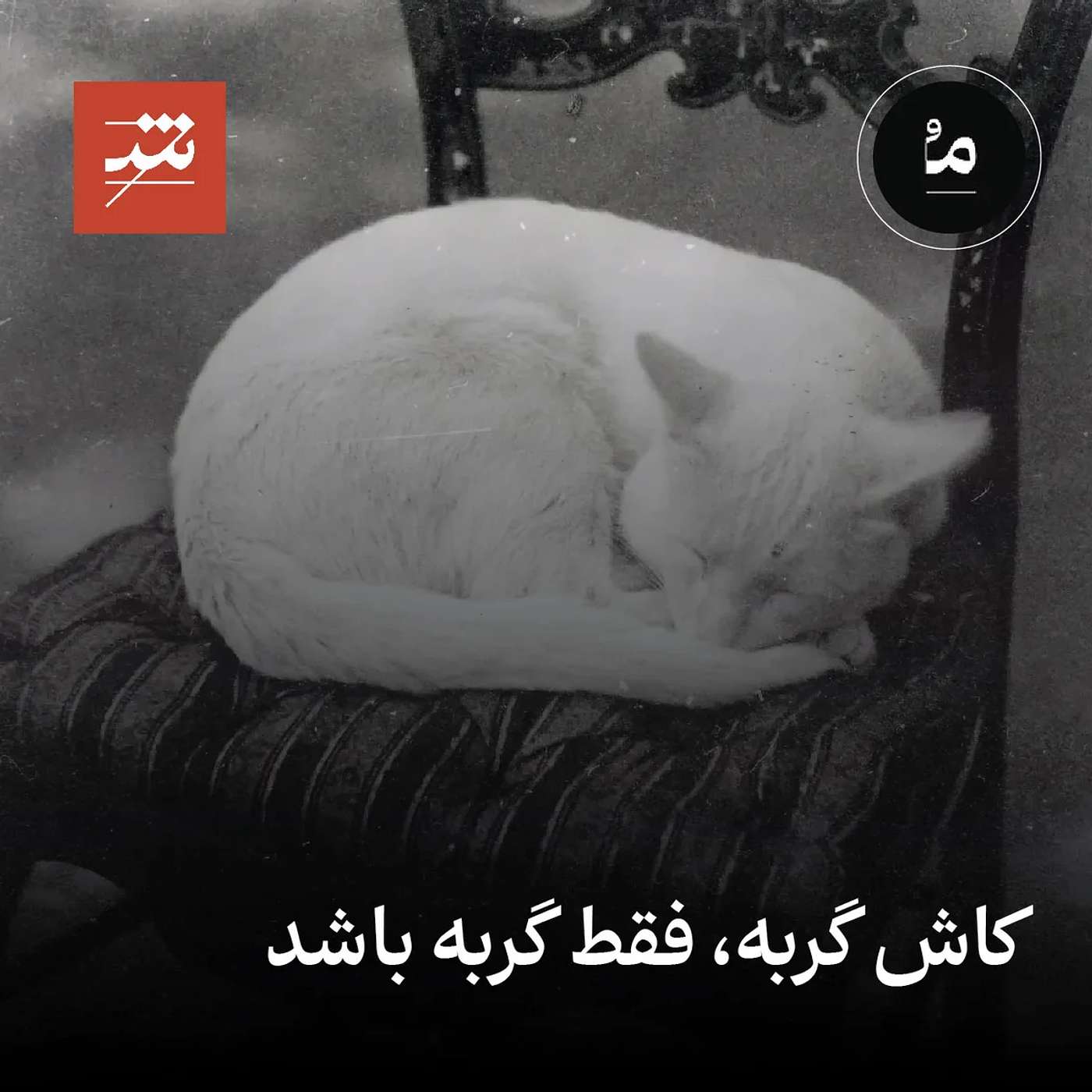 کاش گربه، فقط گربه باشد