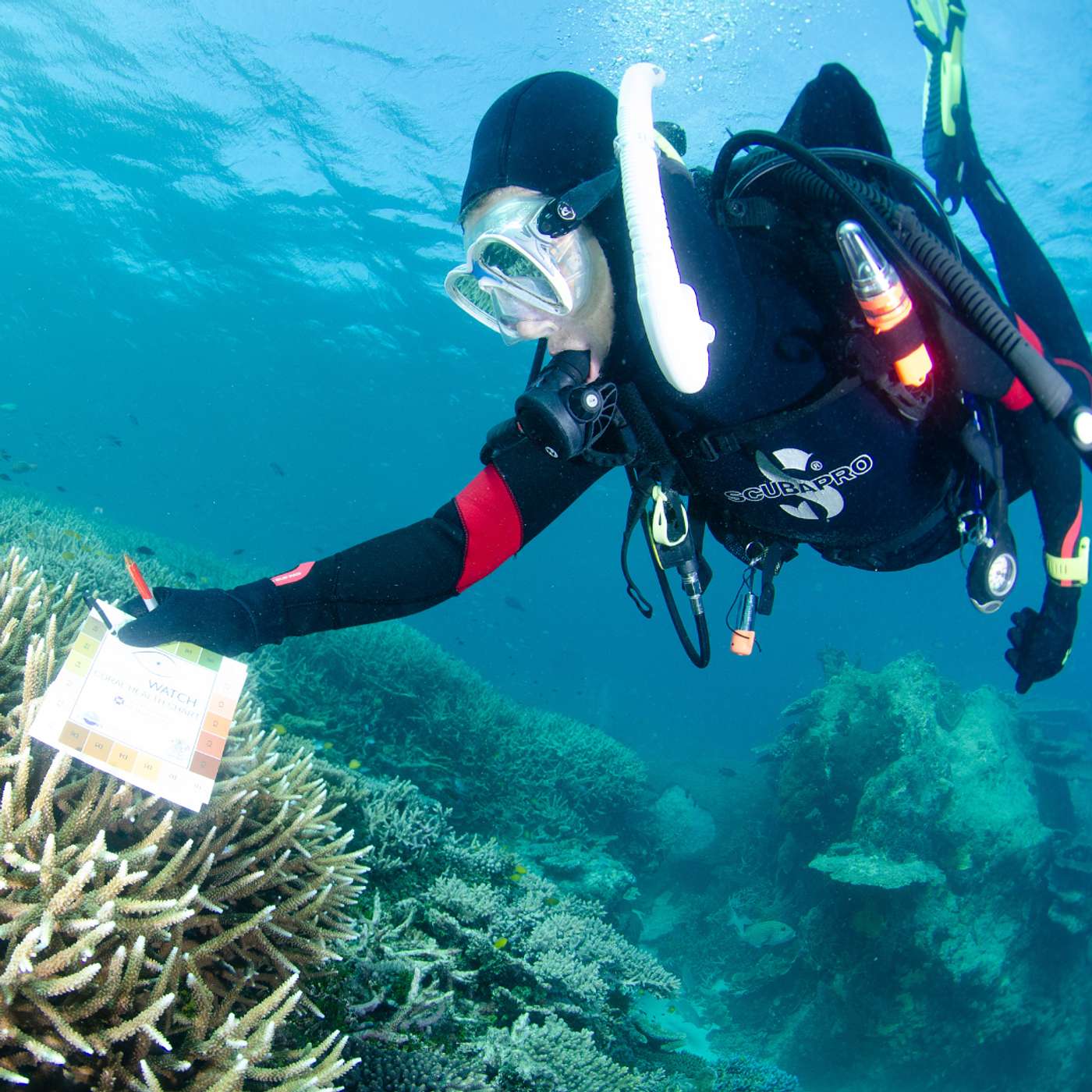S3 E17: CoralWatch: Citizen Science in Full Colour episode artwork